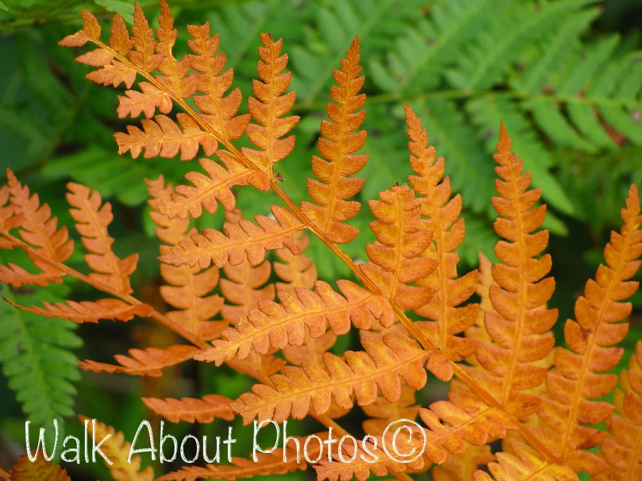 Rusty Fern copy 2.jpg