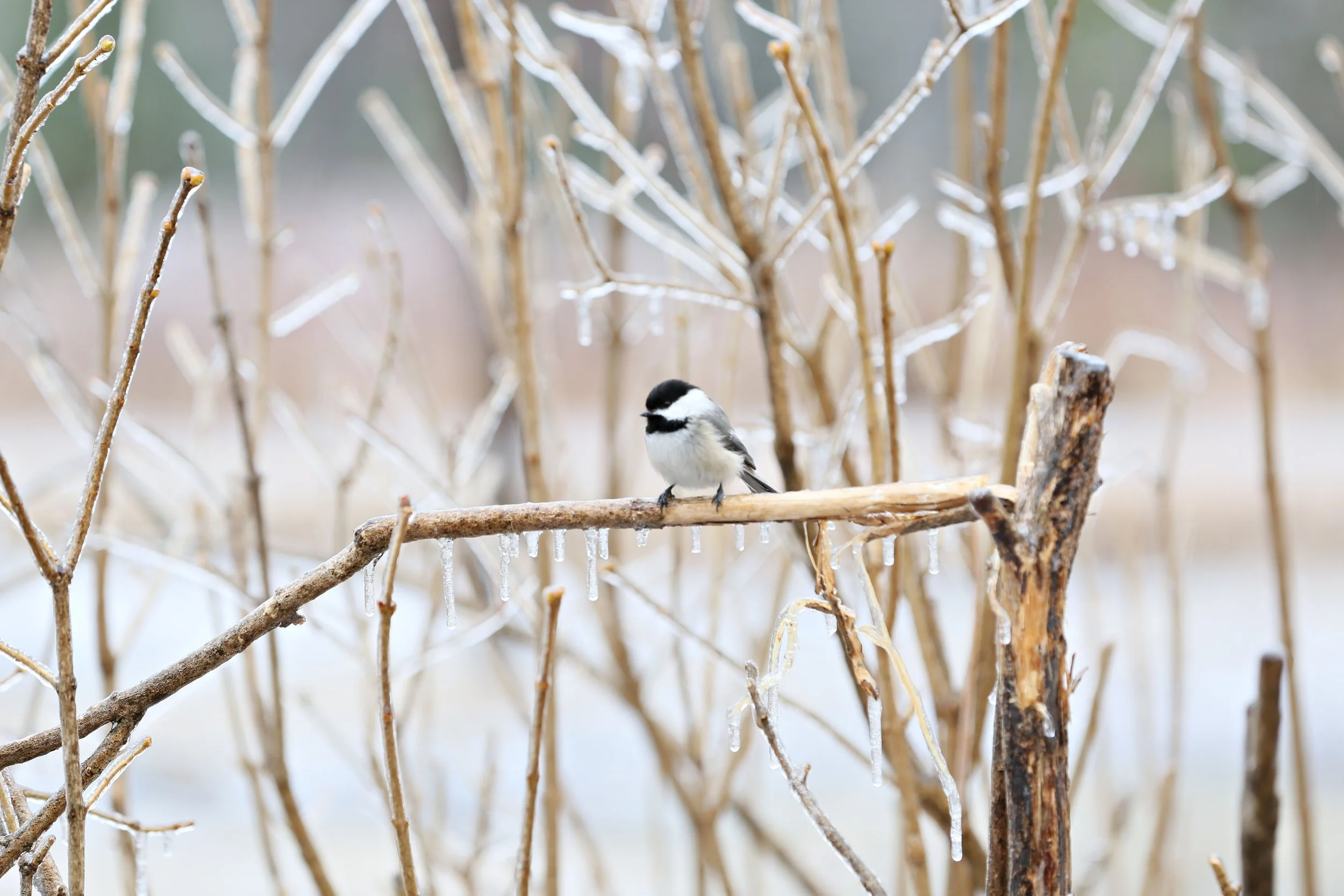 Icy Perch copy.jpg