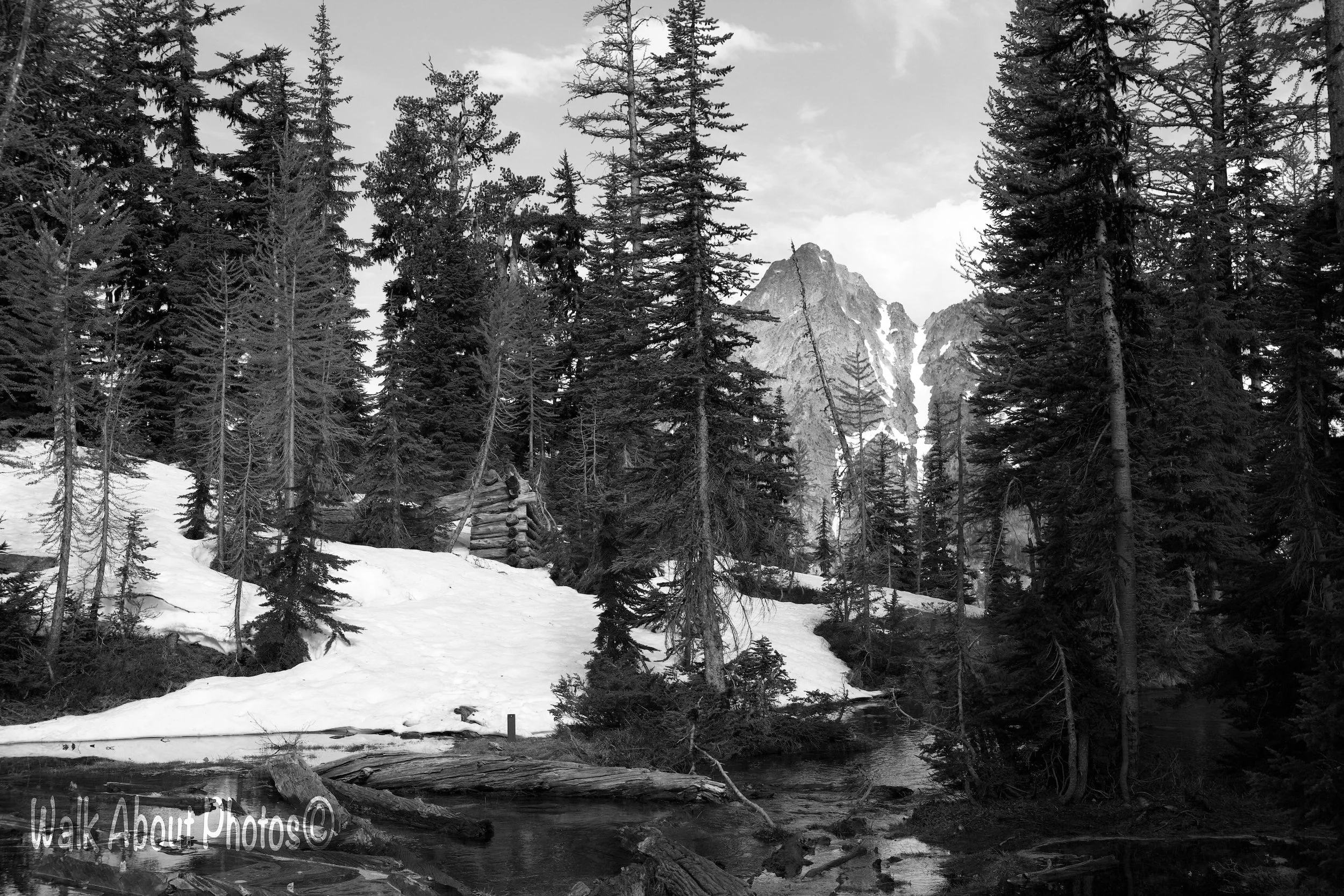 Trappers Cabin In Black and White