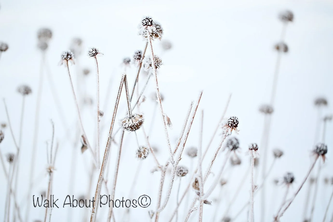 Fall and Winter Decorations