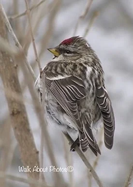 1 on 1 Bird Vs. Snowflake 1copy.jpg