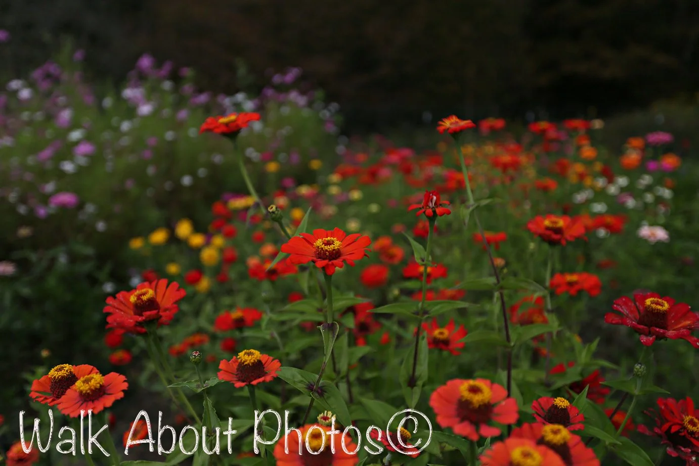 THE FLOWERS GREETING COLLECTION