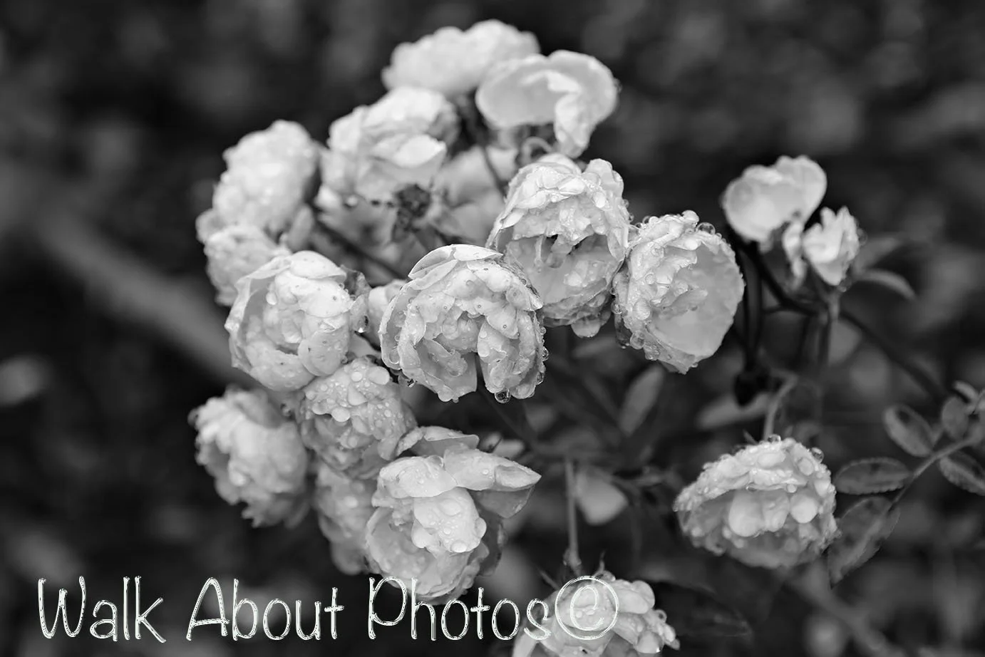 Laden With Dew copy 3.jpg