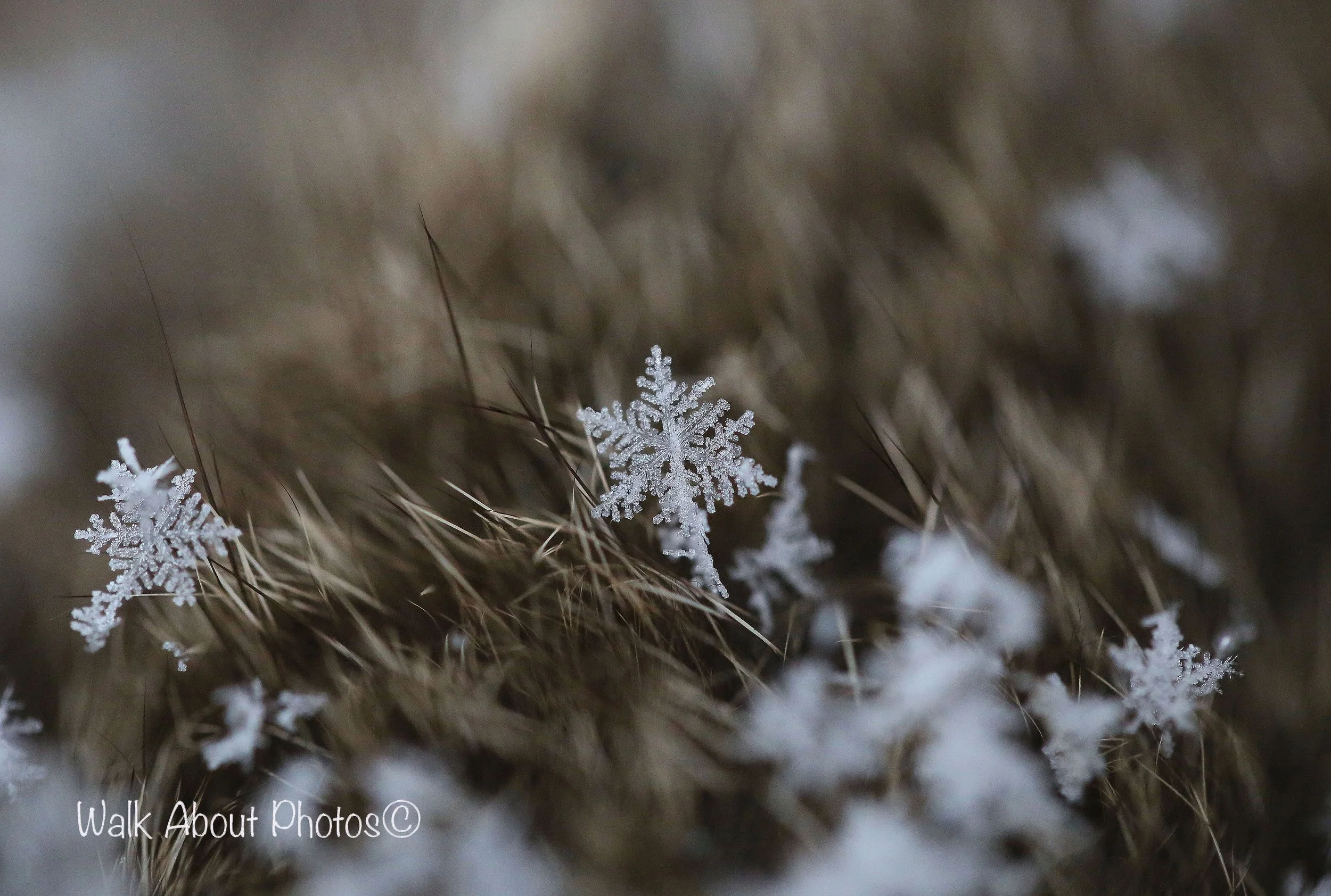 Snowflake bombed copy 2.jpg