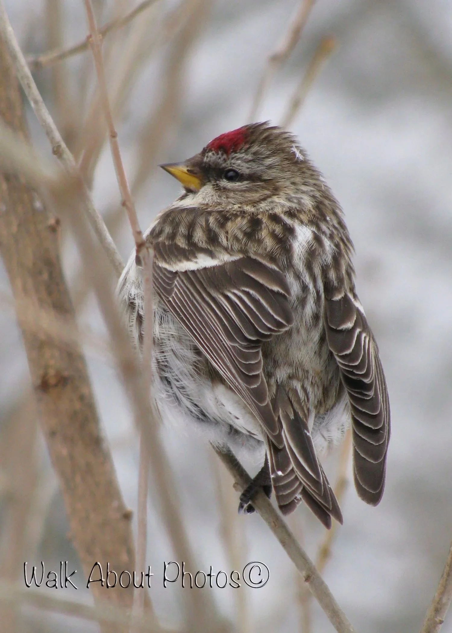 1 on 1 bird vs. snowflake