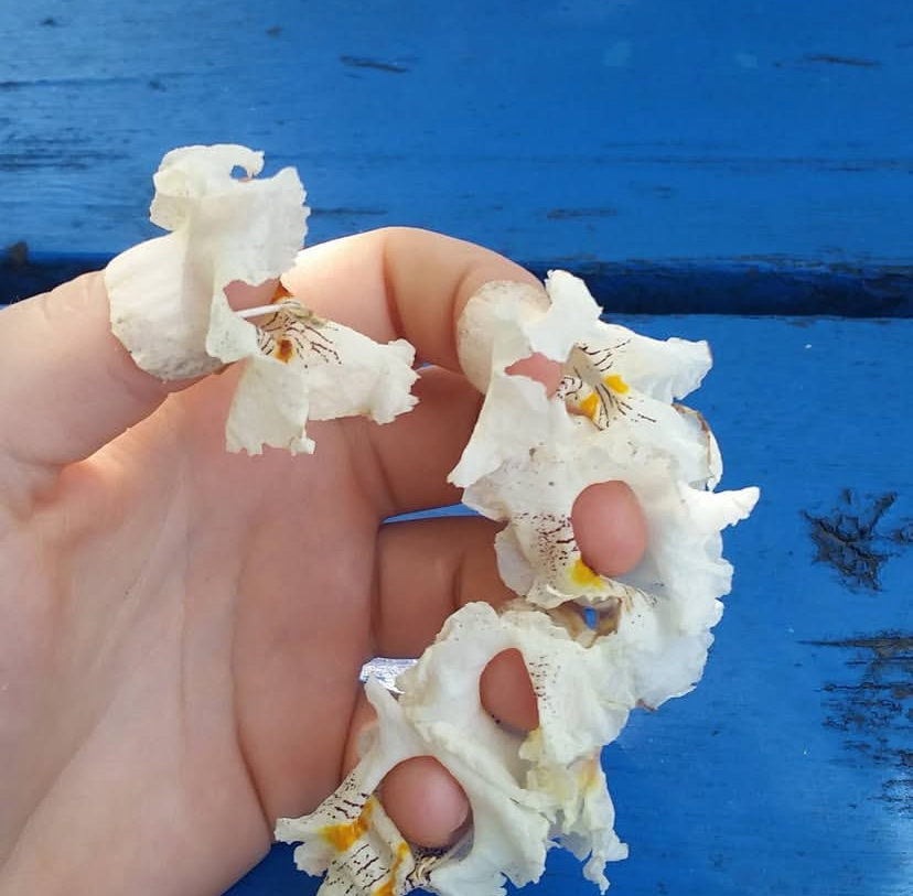 Finger flowers before Zestos