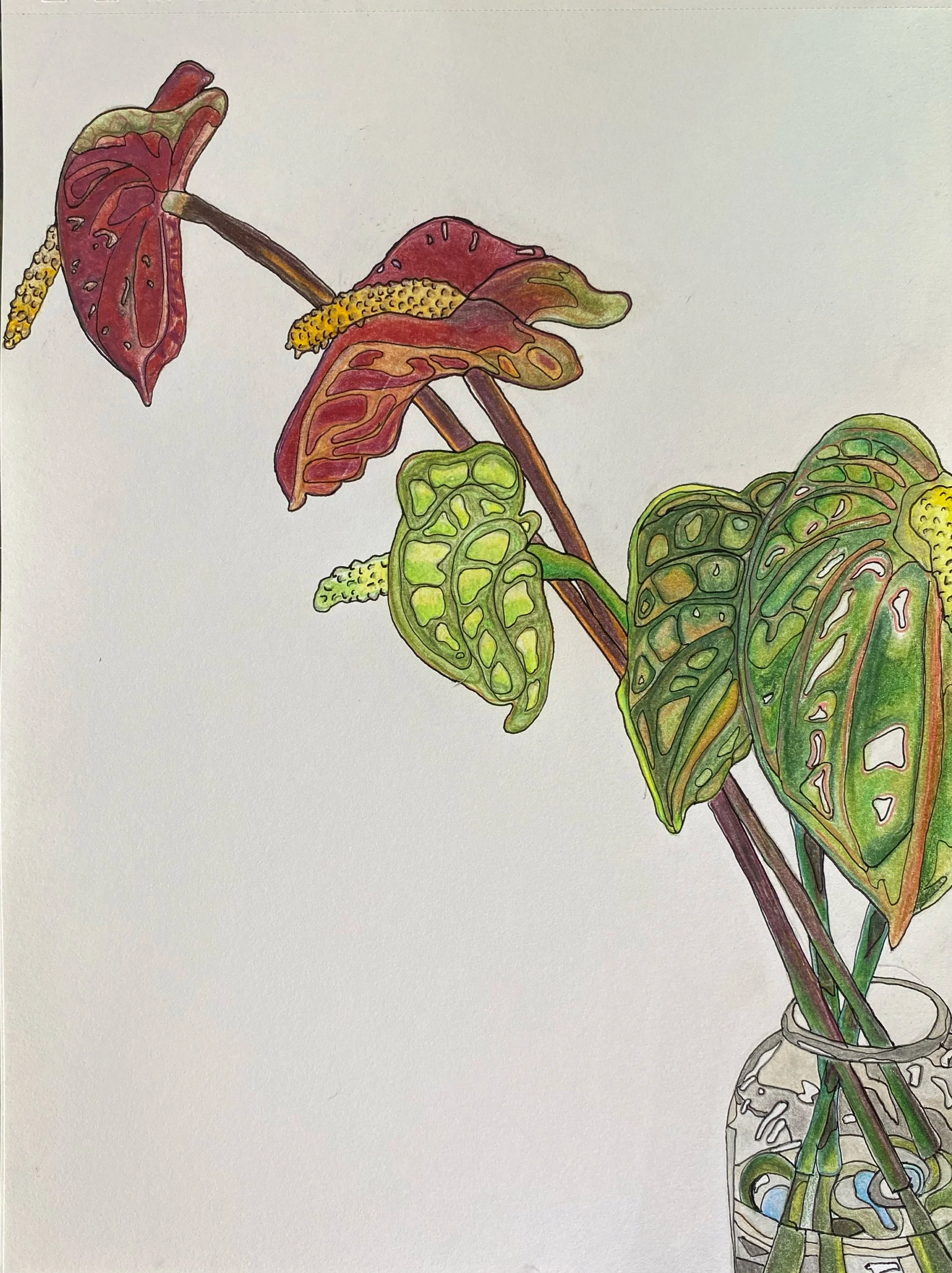 Botanic Study, 8"x11"
Pencil on paper
Kailua-Kona, Hawaii, 2023