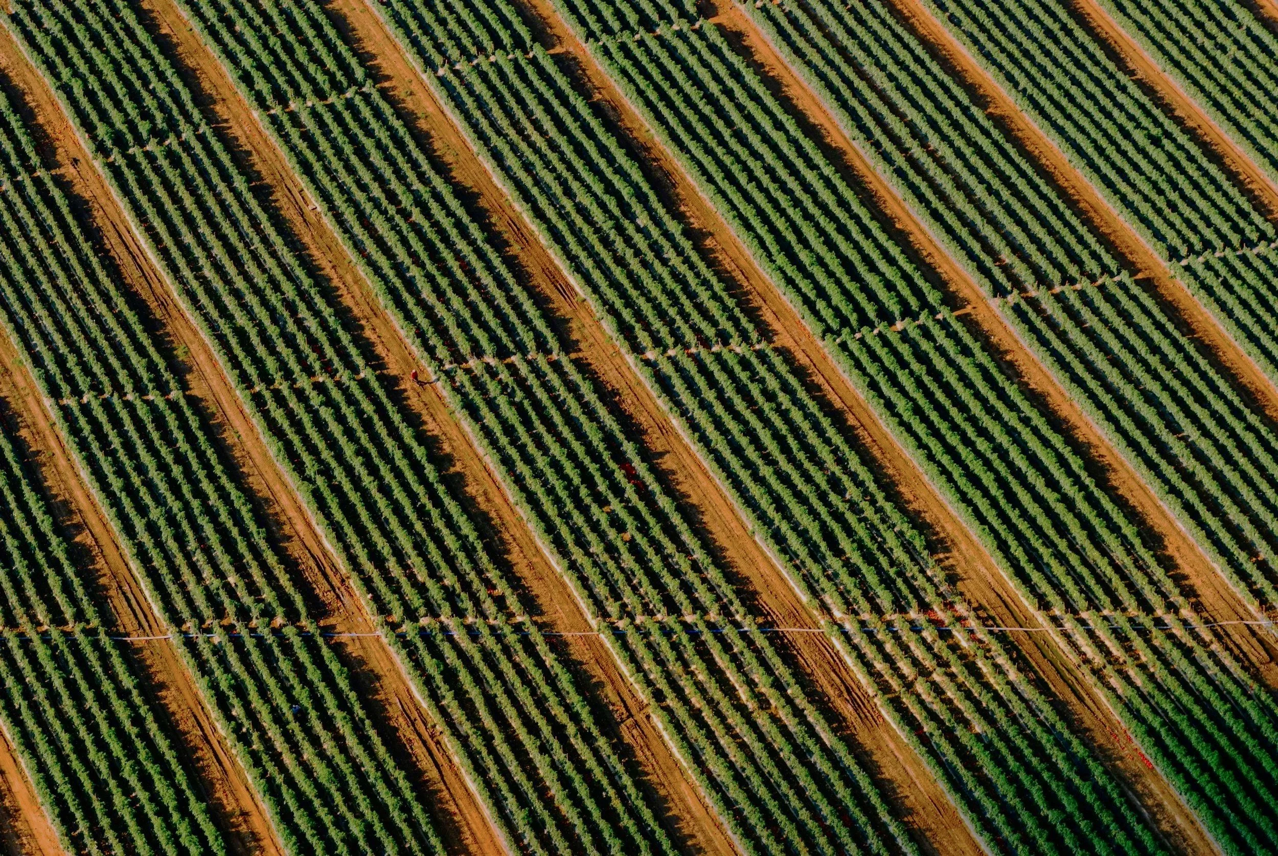 I ain’t gonna work on Maggie’s Farm no more