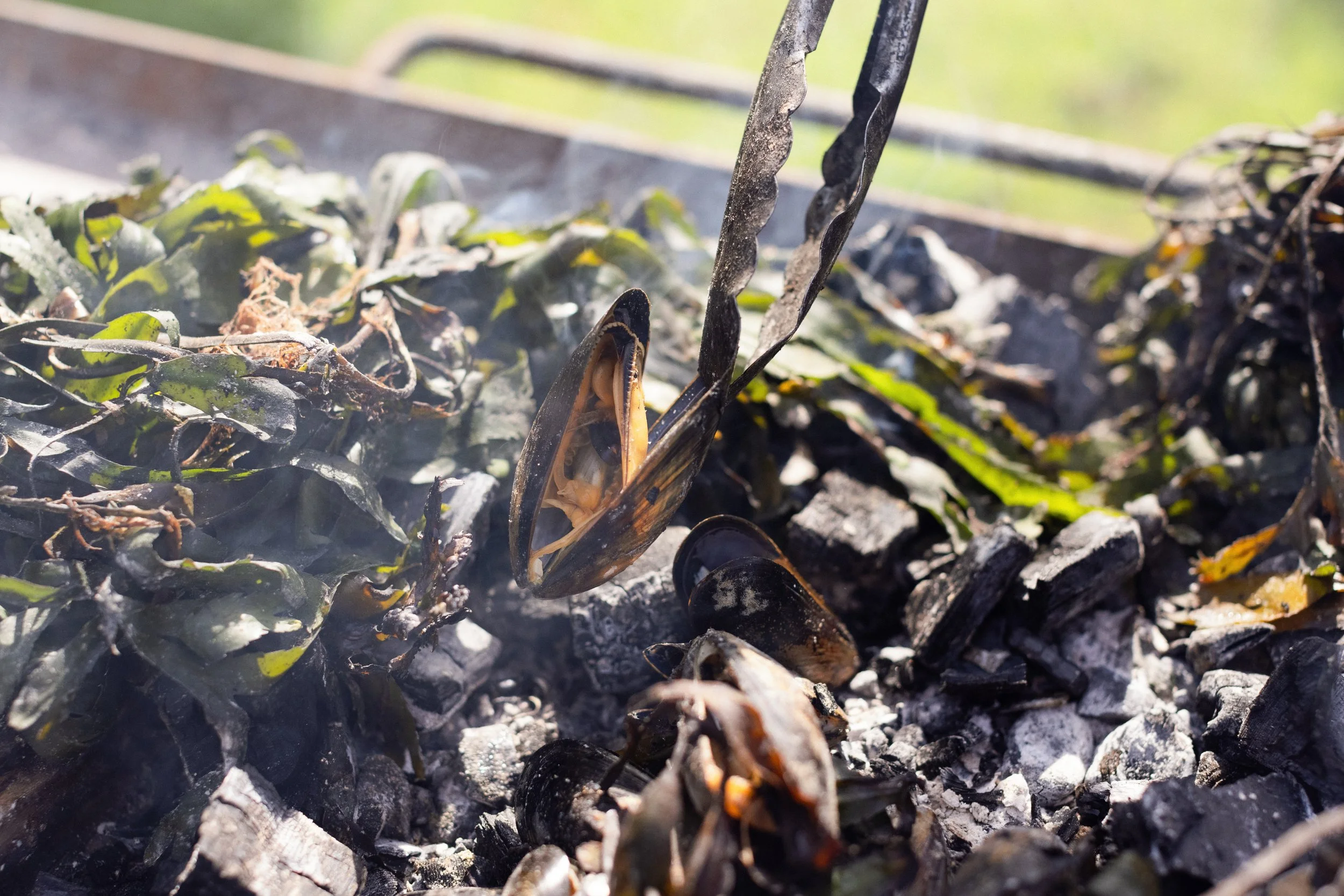 Close-up of crushed and burnt leaves with hot ashes and shells, with a pair of tongs holding open a burnt shell.
