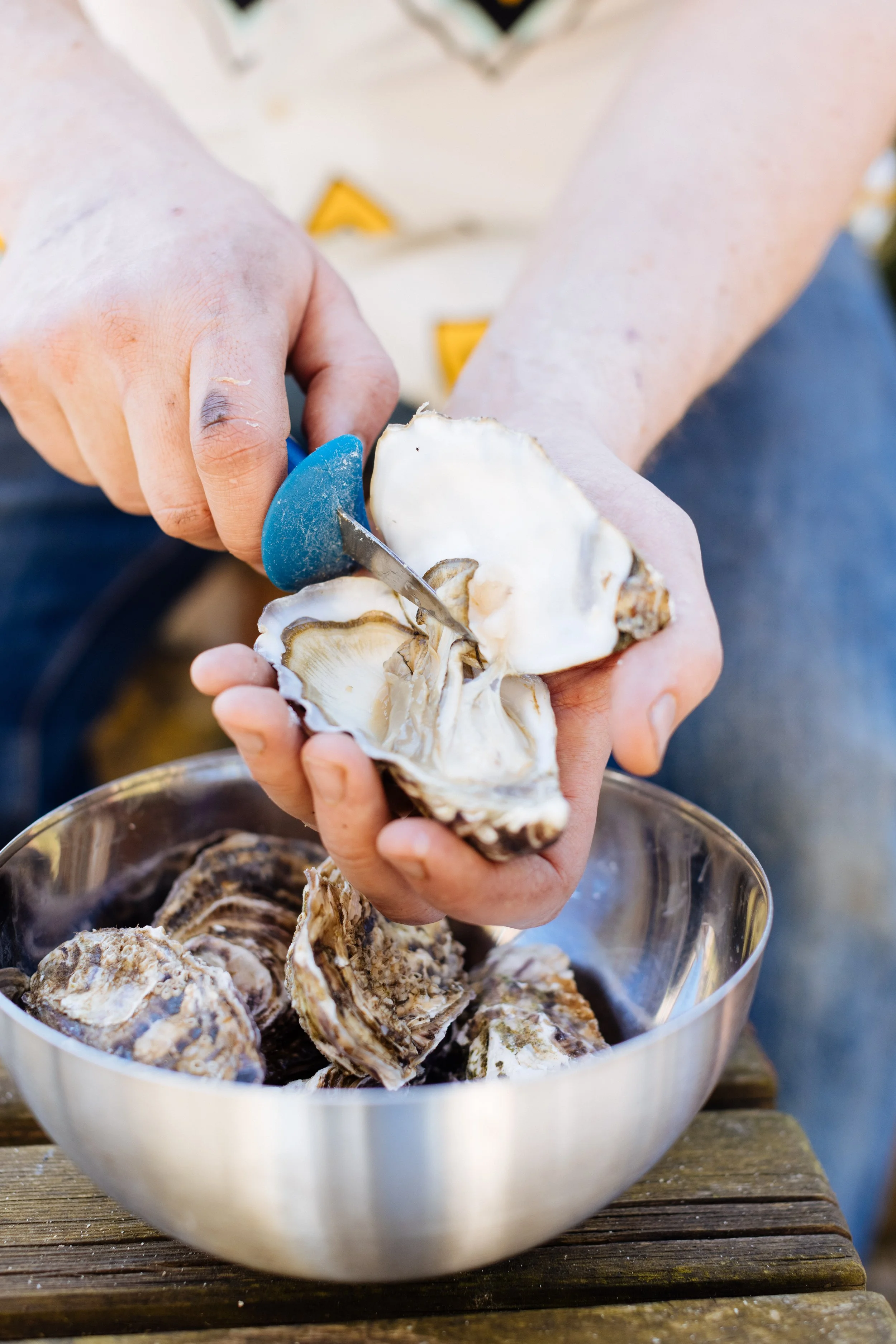 Person shucking oysters with a blue-handled oyster knife into a metal bowl on a wooden surface.