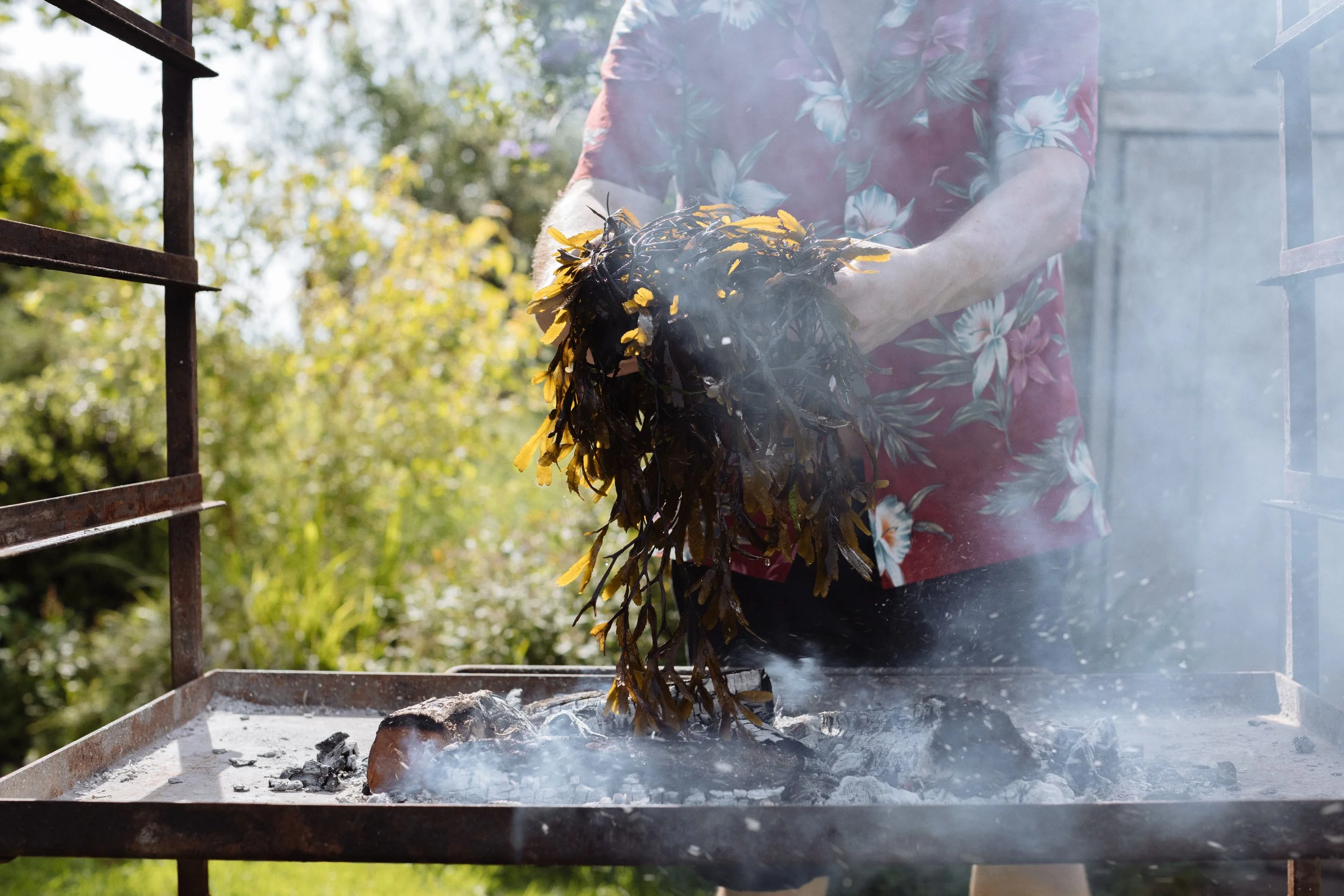 A person in a floral shirt holding a bundle of seaweed over a grill with charcoal, outdoors on a sunny day.