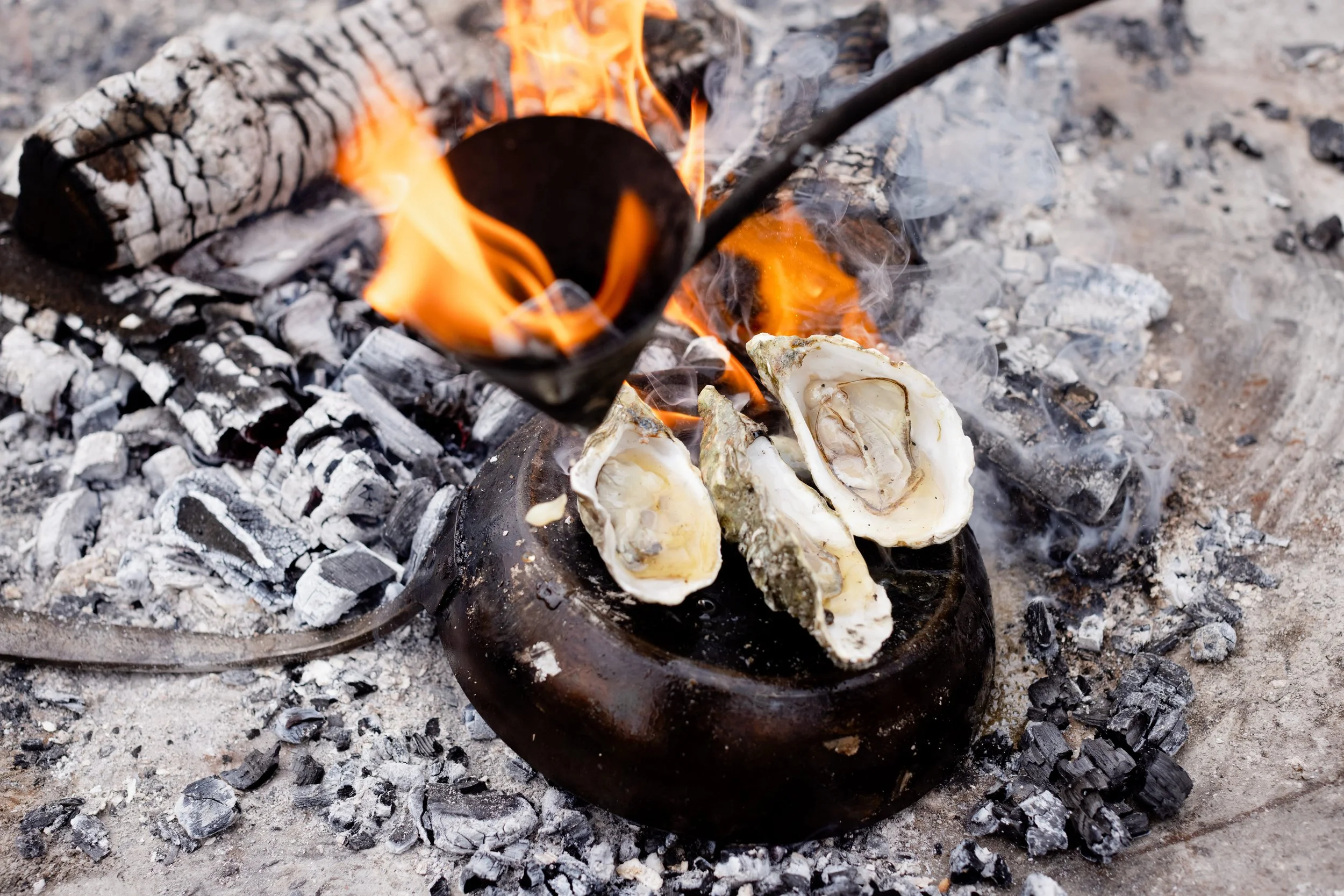 Oysters being cooked over an open campfire with burning logs and ash, on a sandy ground.