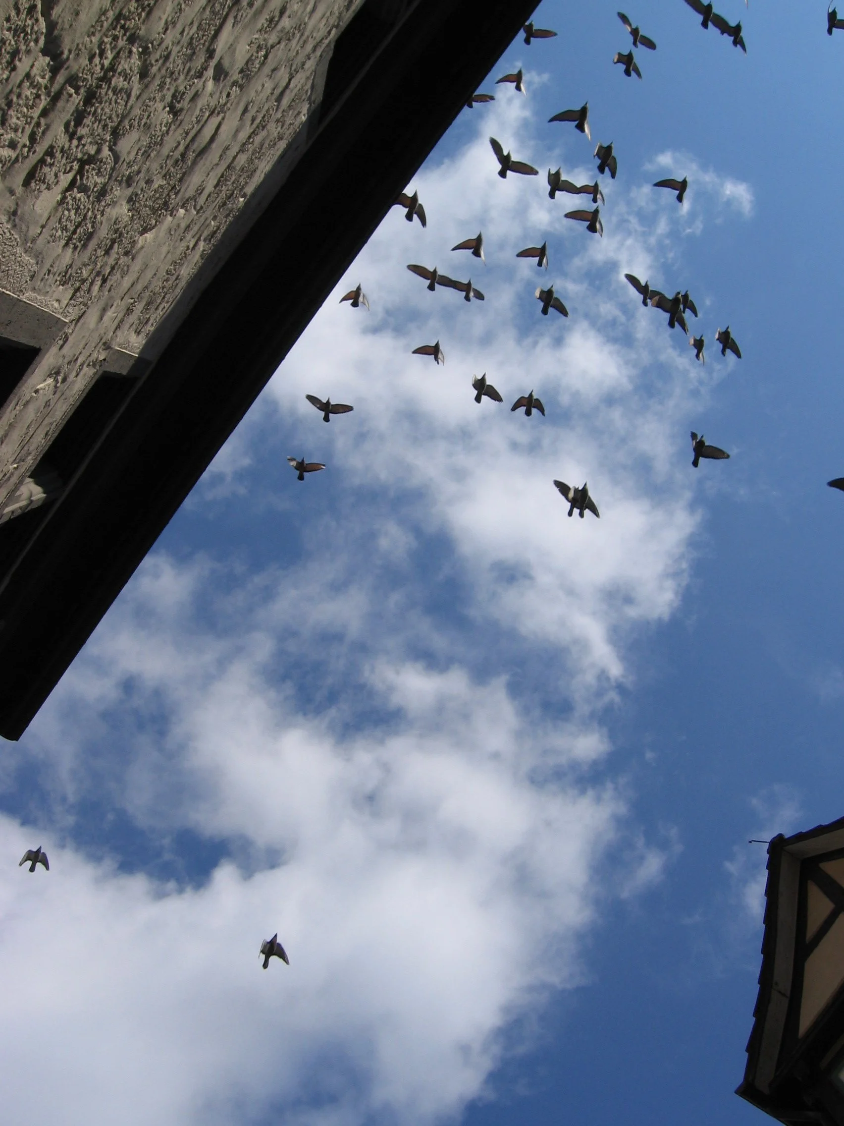 Réplica de pássaros voando no céu azul com nuvens, entre edifícios. Hannover-Schmünden, Alemanha