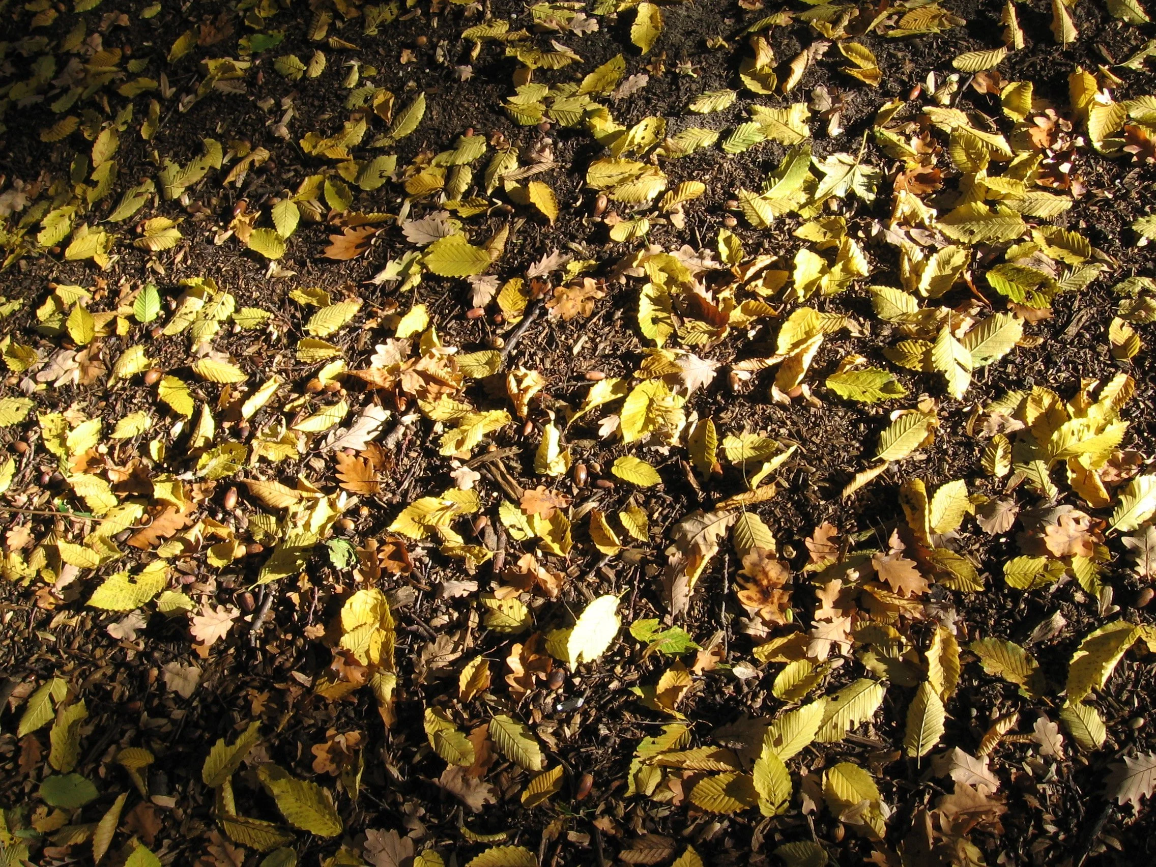 Folhas secas caídas no chão. Variação na tonalidade de verde, amarelo e marrom. Volkspark Hasenheide, Berlim.