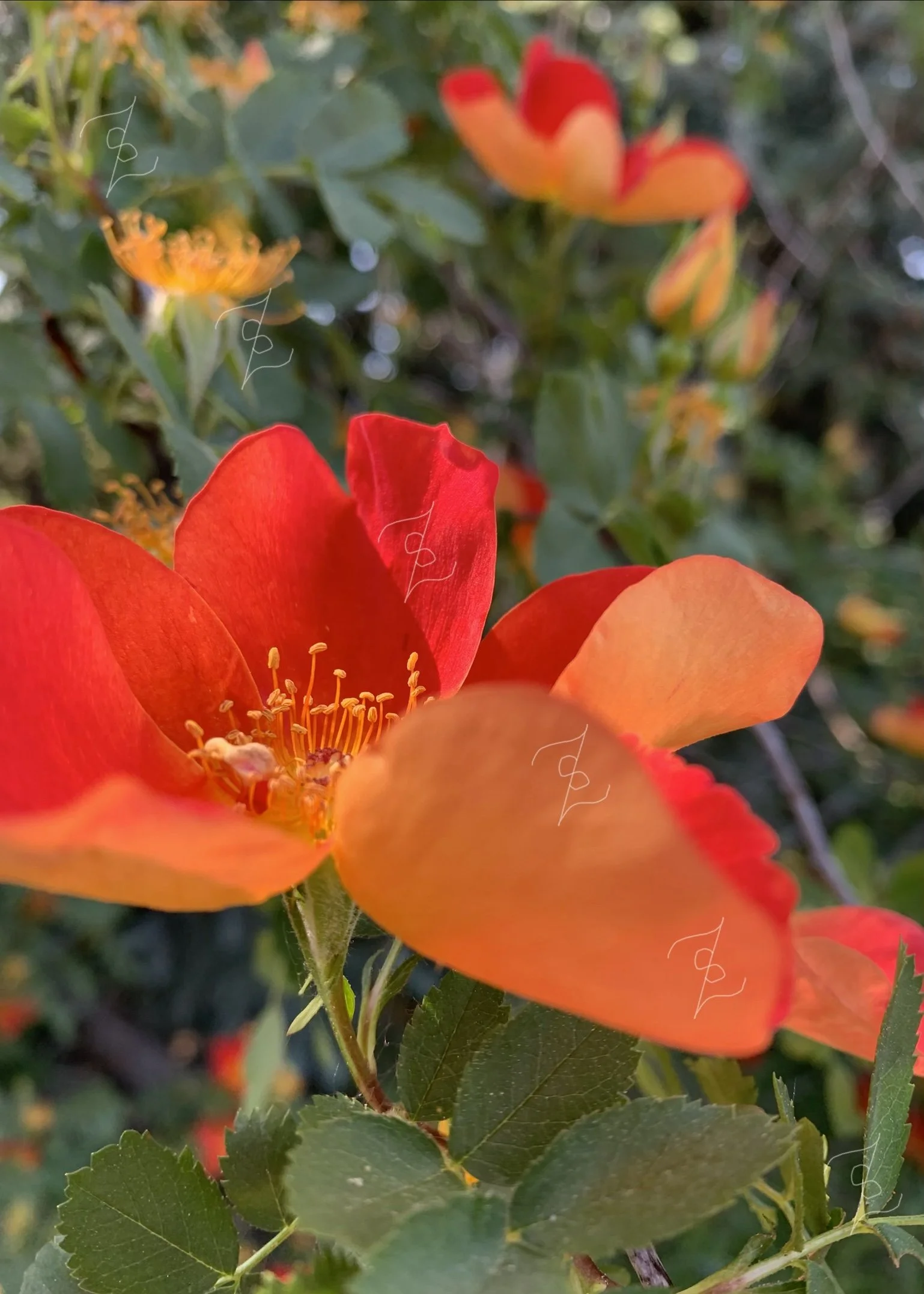 The Austrian Copper Rose