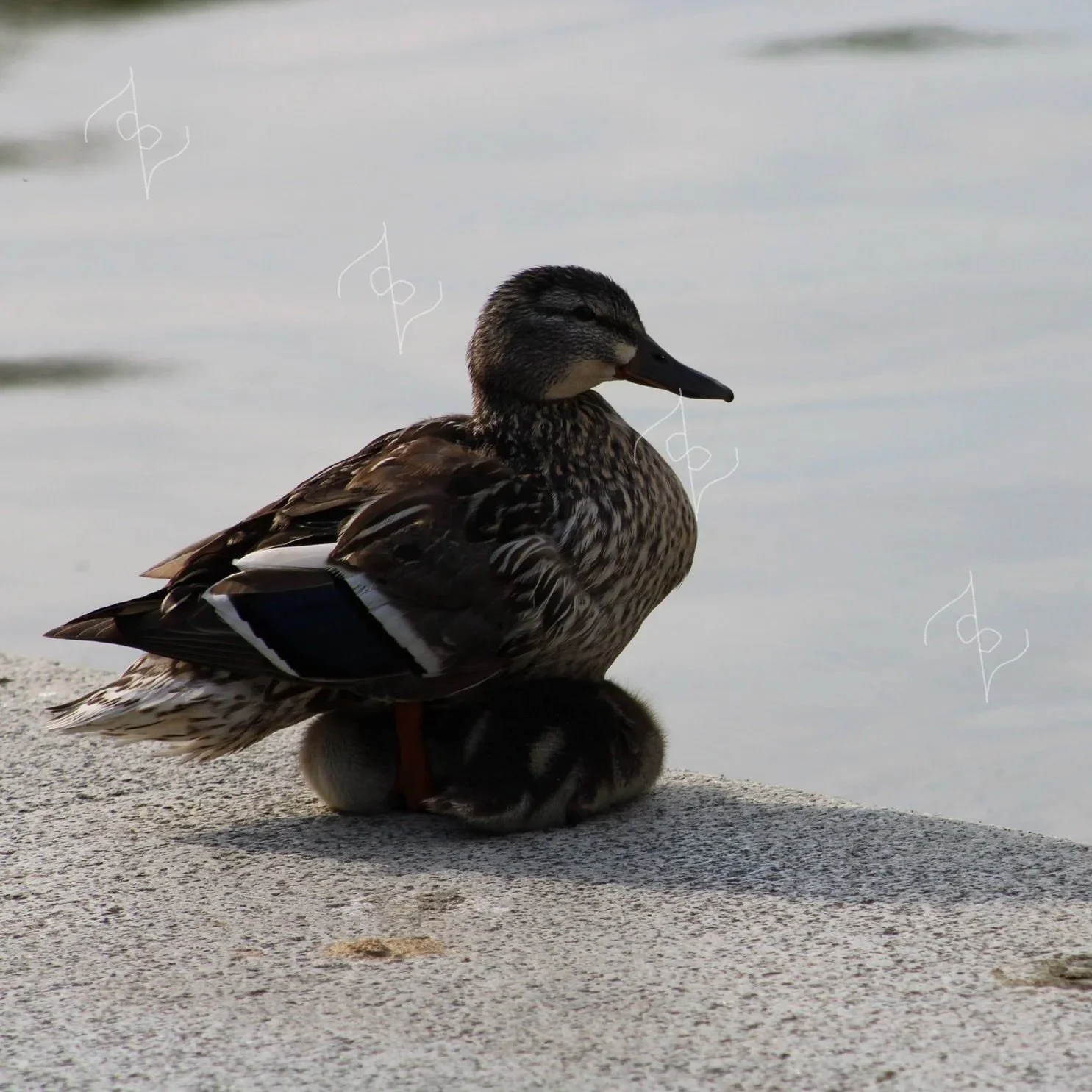 Washington D.C. Ducks