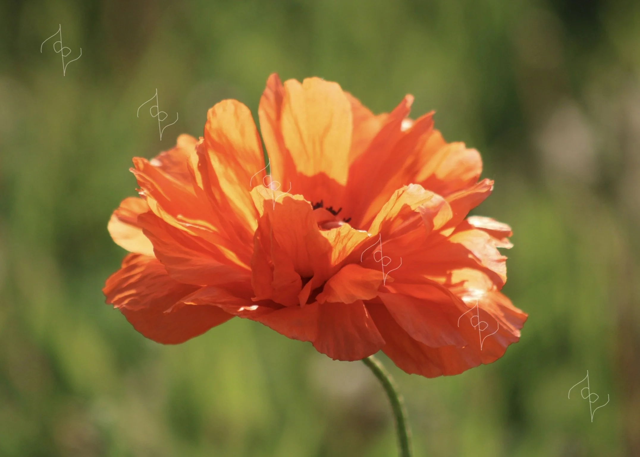 Oriental Poppies