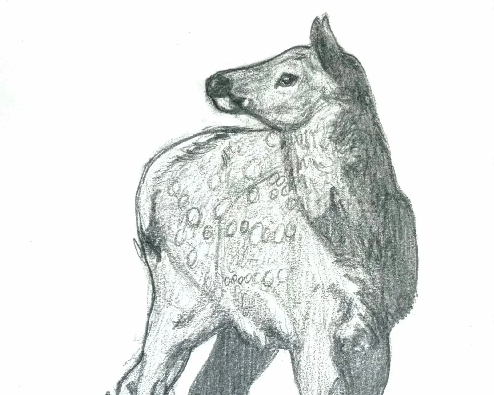 RMNP Wildlife Sketches