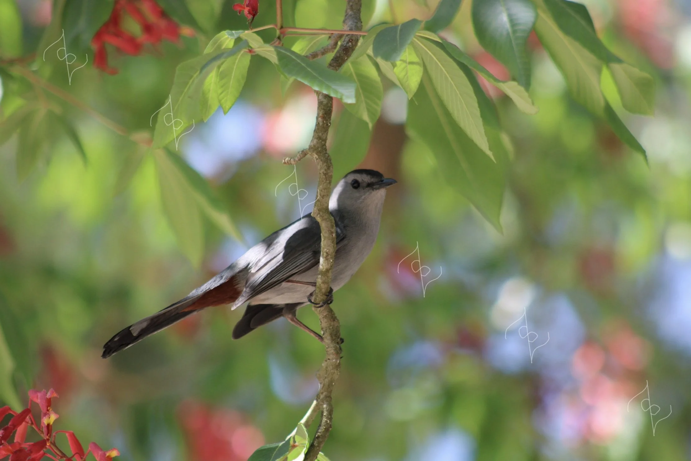 Birds of a Color