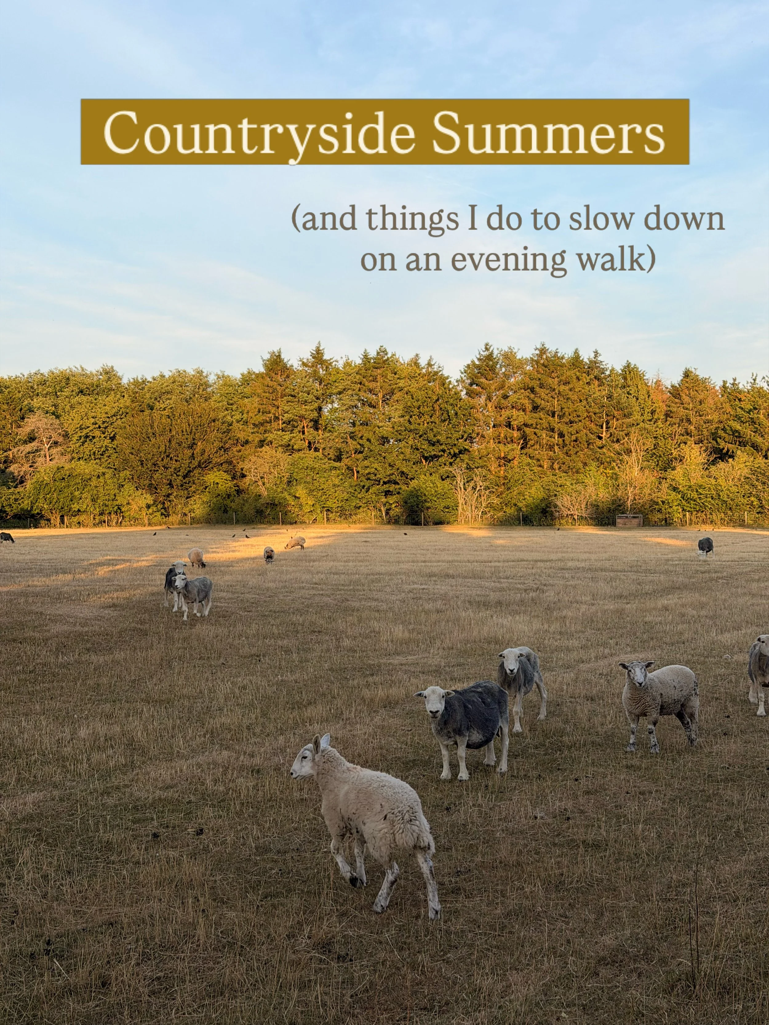 Evening walks in a Countryside Summer 🌾

Go for a stroll after work, look at the bugs and hear the leaves, name the trees and say hello to the animals. Close your eyes and lift your face to the sun.