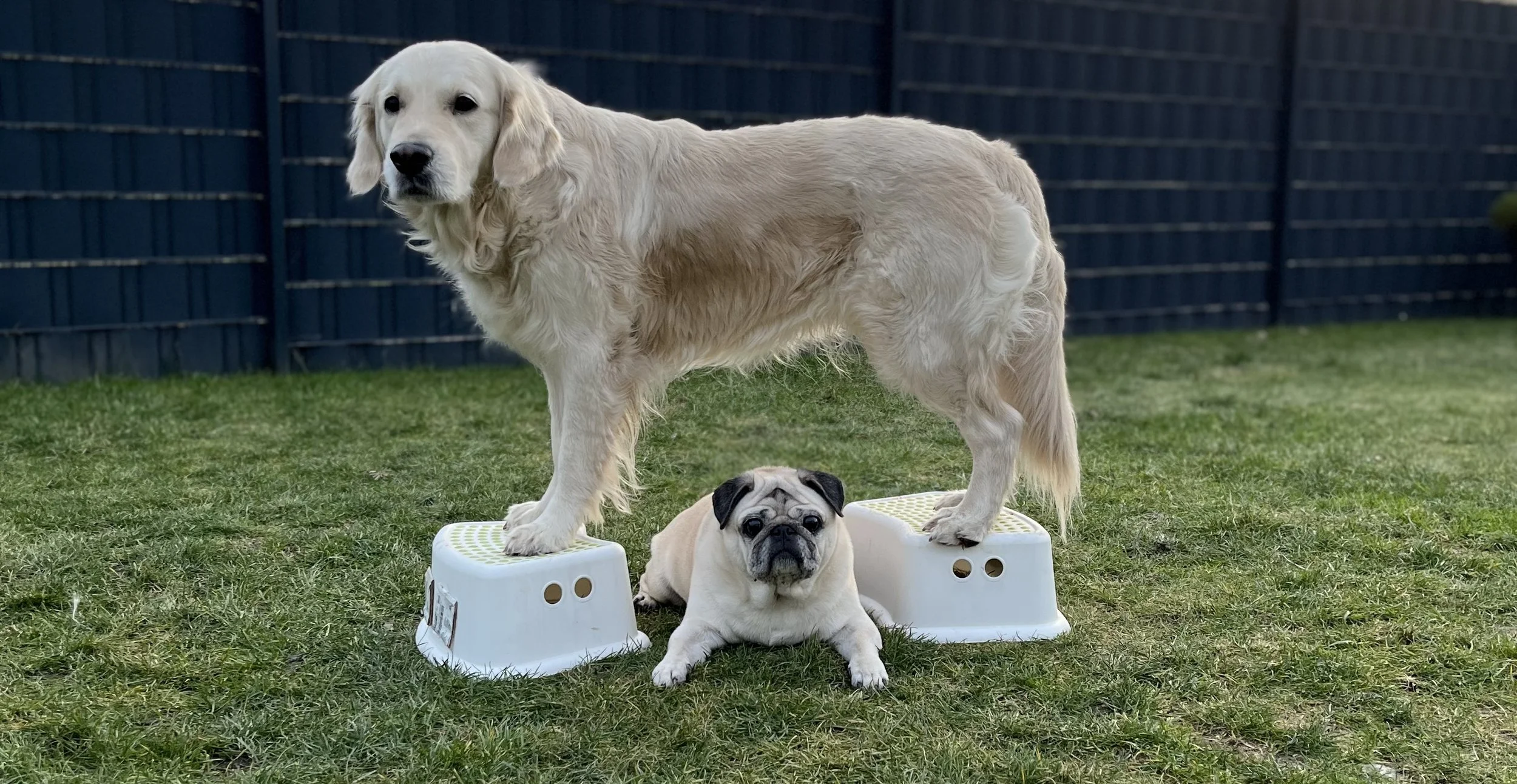 Ein Golden Retriever und ein Mops, die auf Plastikhockern im Garten stehen und liegen, vor einer dunklen Holzzäunung.