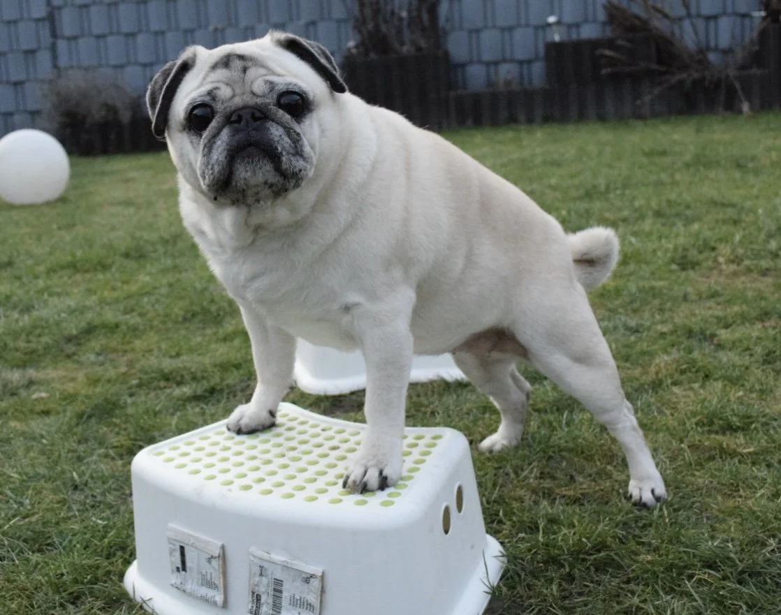 Ein Mops steht auf einem weißen Hocker 