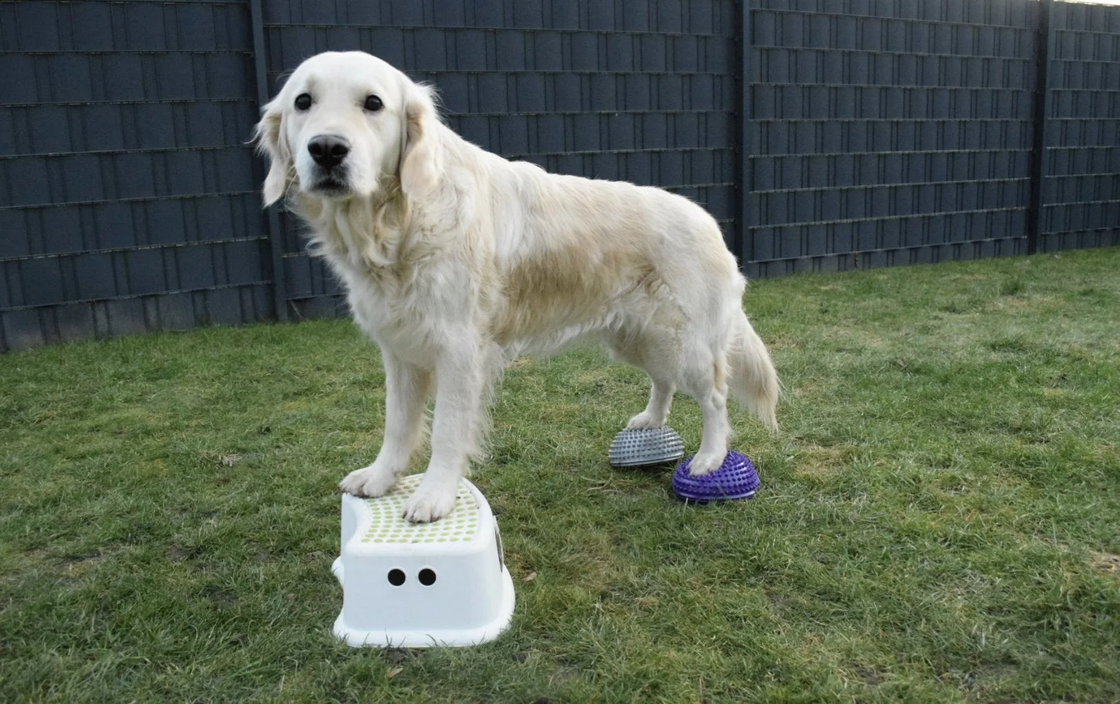 Golden Retriever auf dem Trainingsgerät