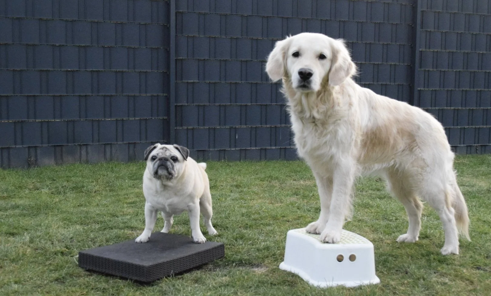 Ein kleiner Mops und ein Golden Retriever stehen auf Trainingsgeräten