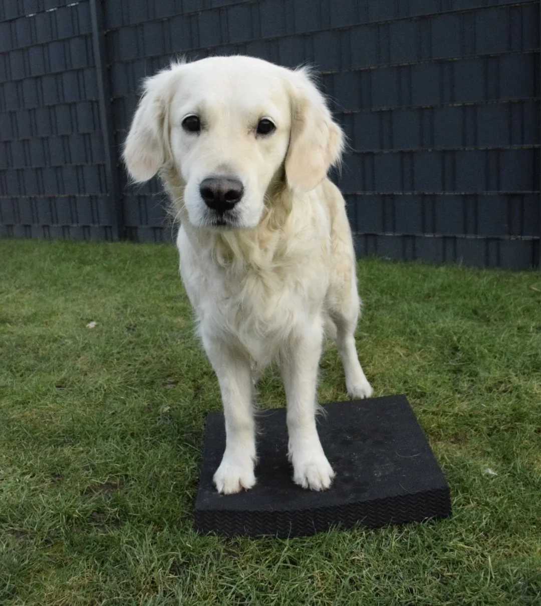 Ein goldener Hund steht auf einem Wackelkissen.
