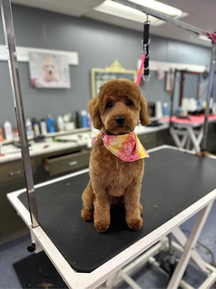 A adorable brown puppy with a pink and yellow bandana sitting on a grooming table inside a grooming salon.