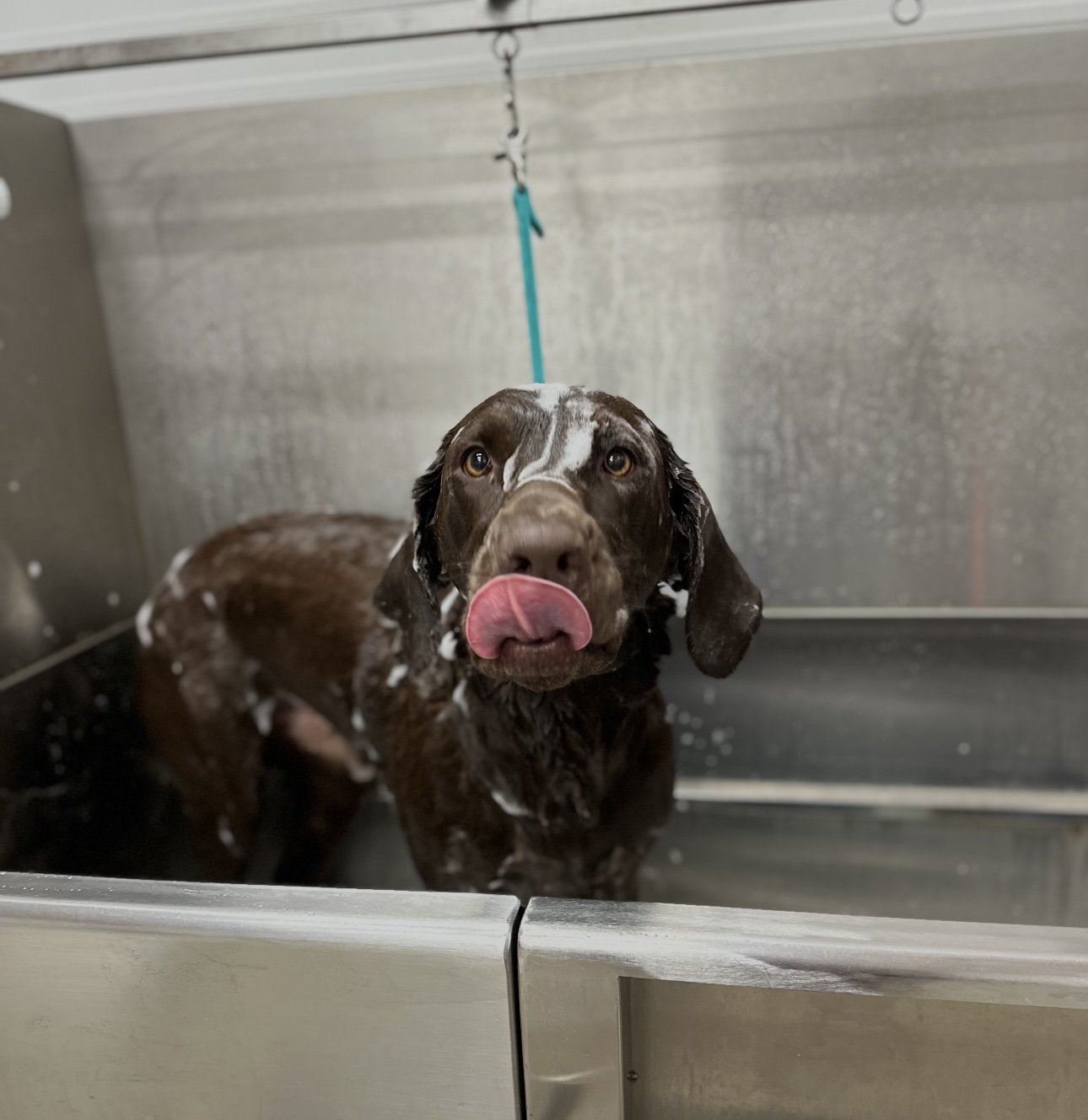A brown and white dog taking a bath in a metal tub, licking its nose with soap suds on its fur.