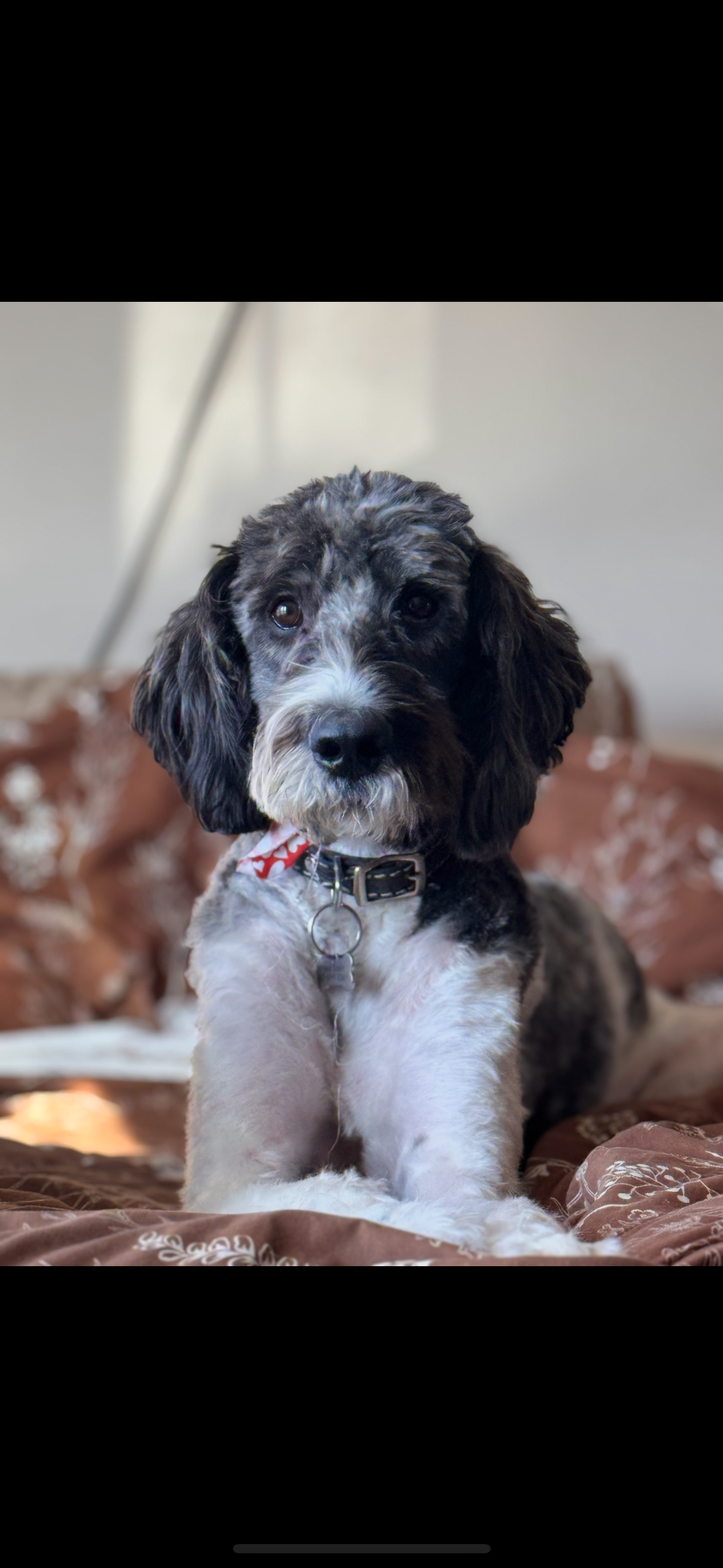A black and white puppy with floppy ears sitting on a brown patterned bedspread, looking directly at the camera.