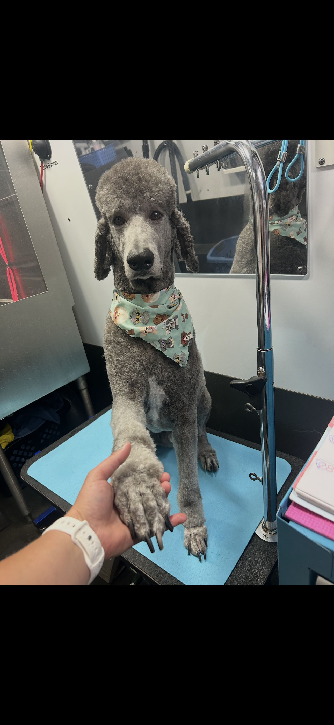 A poodle dog sitting on a grooming table, wearing a colorful bandana with animal prints, being held by a person with a white wristwatch, inside a grooming salon with grooming tools and a mirror in the background.