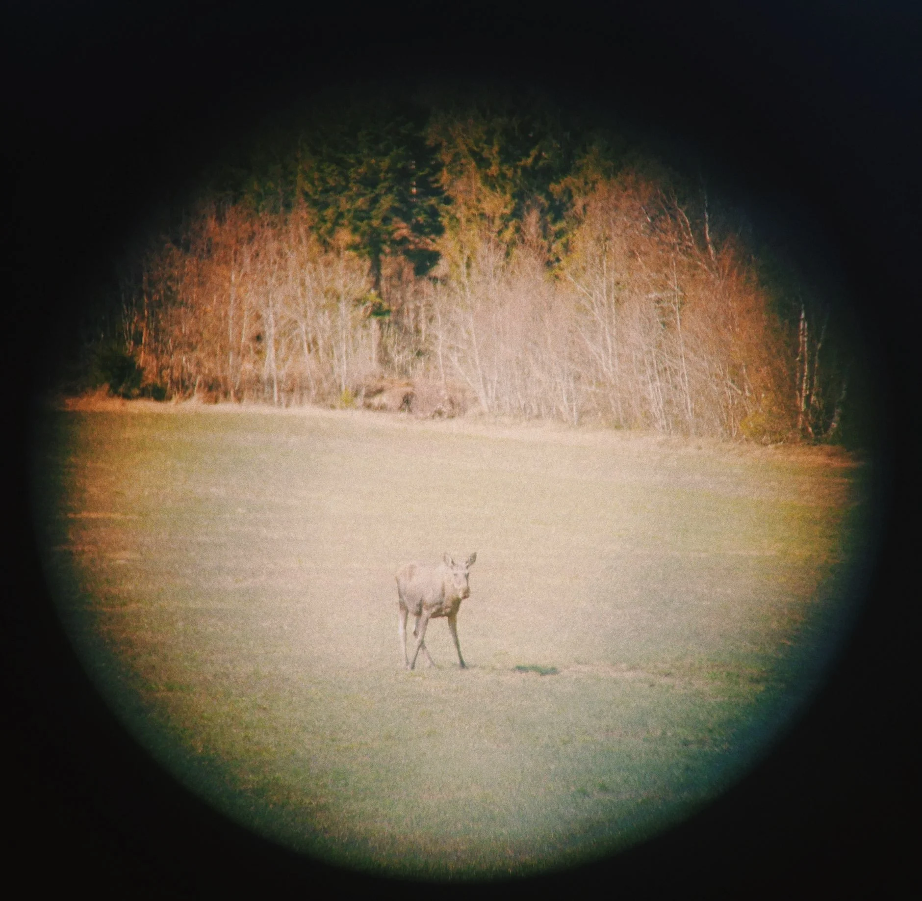 a møøse once bit mai sister.jpg