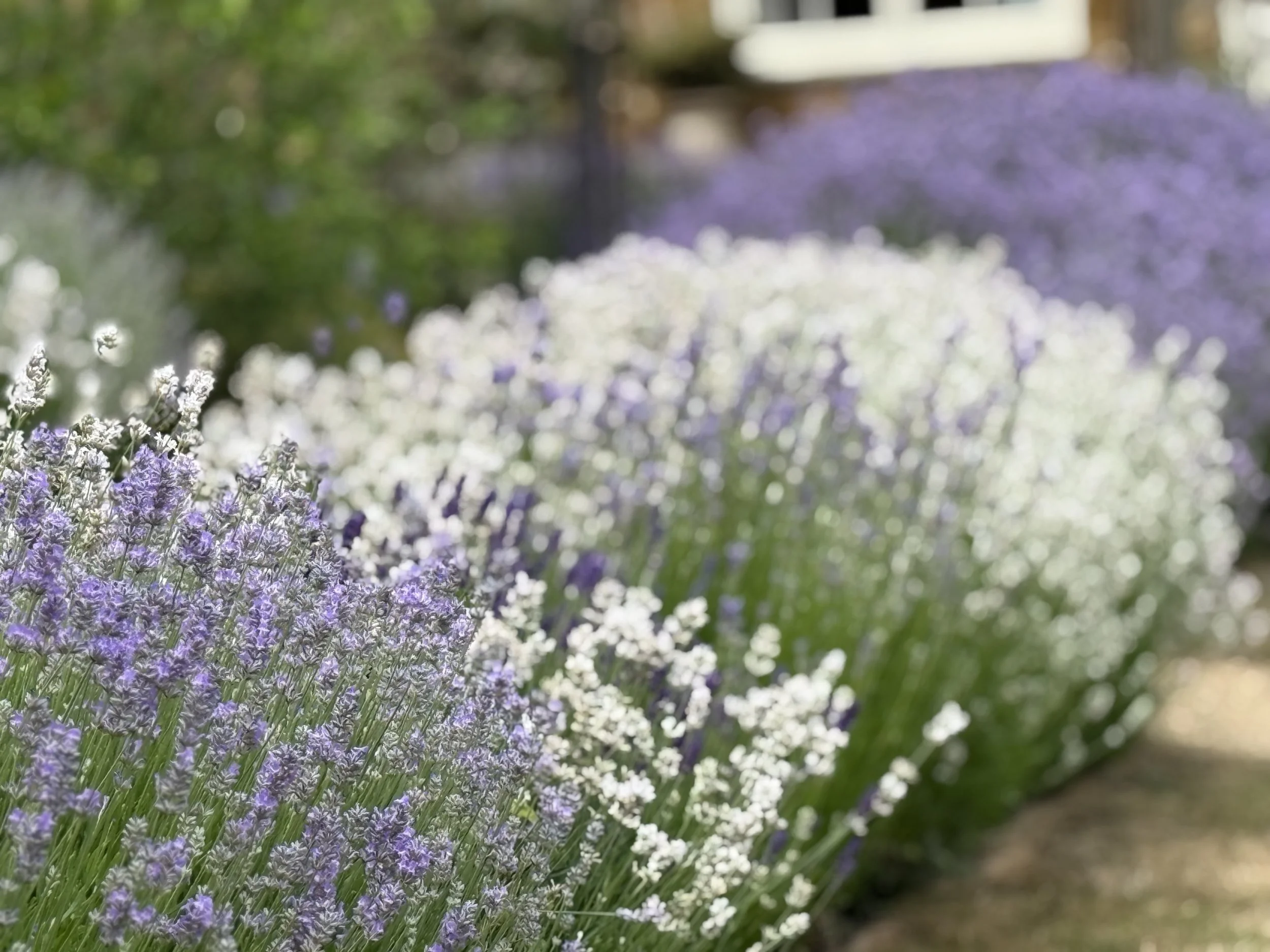 Close-up of purple and white flowers blooming in a garden.