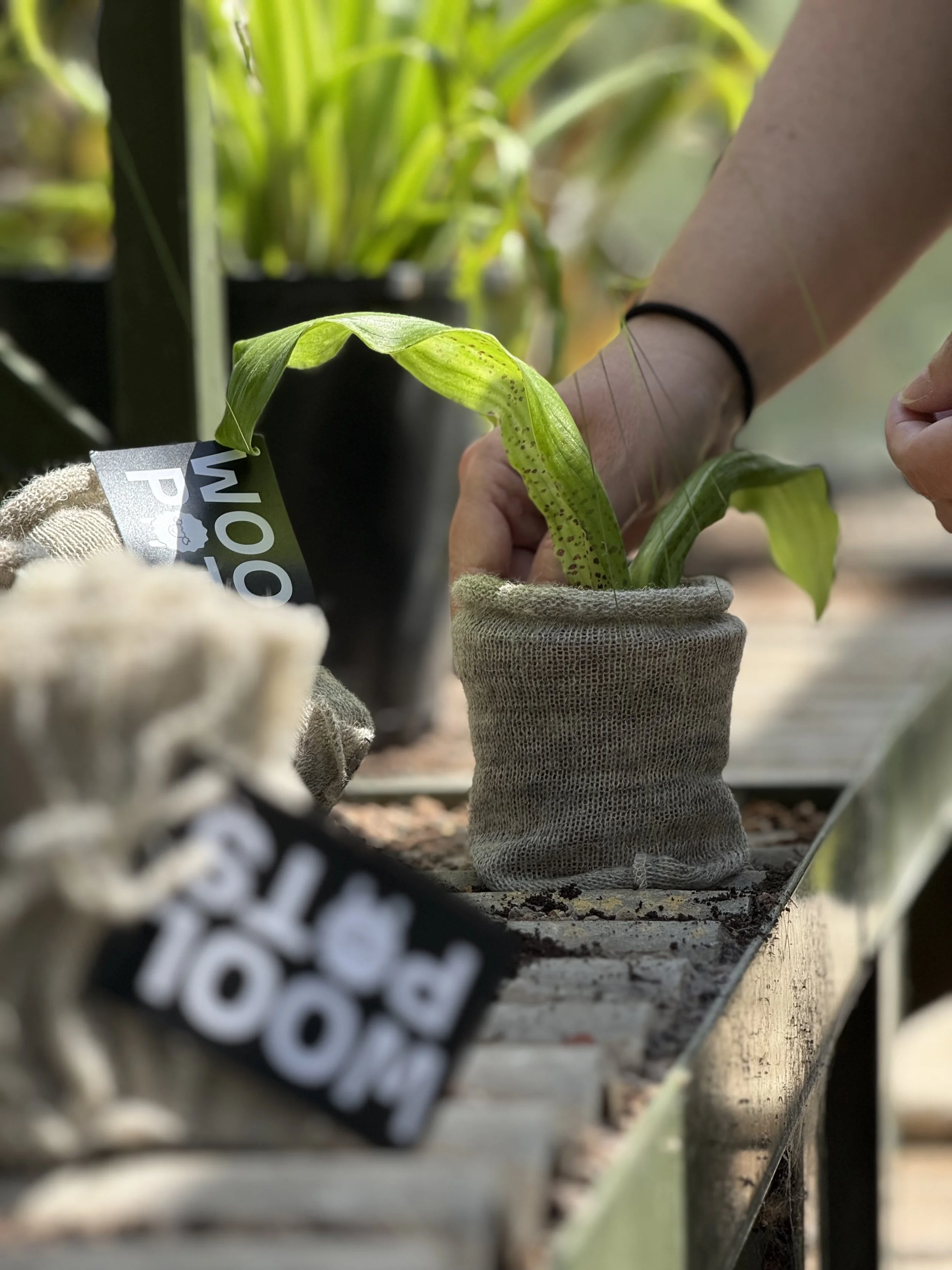 A person tending to a small potted plant on a garden bench.
