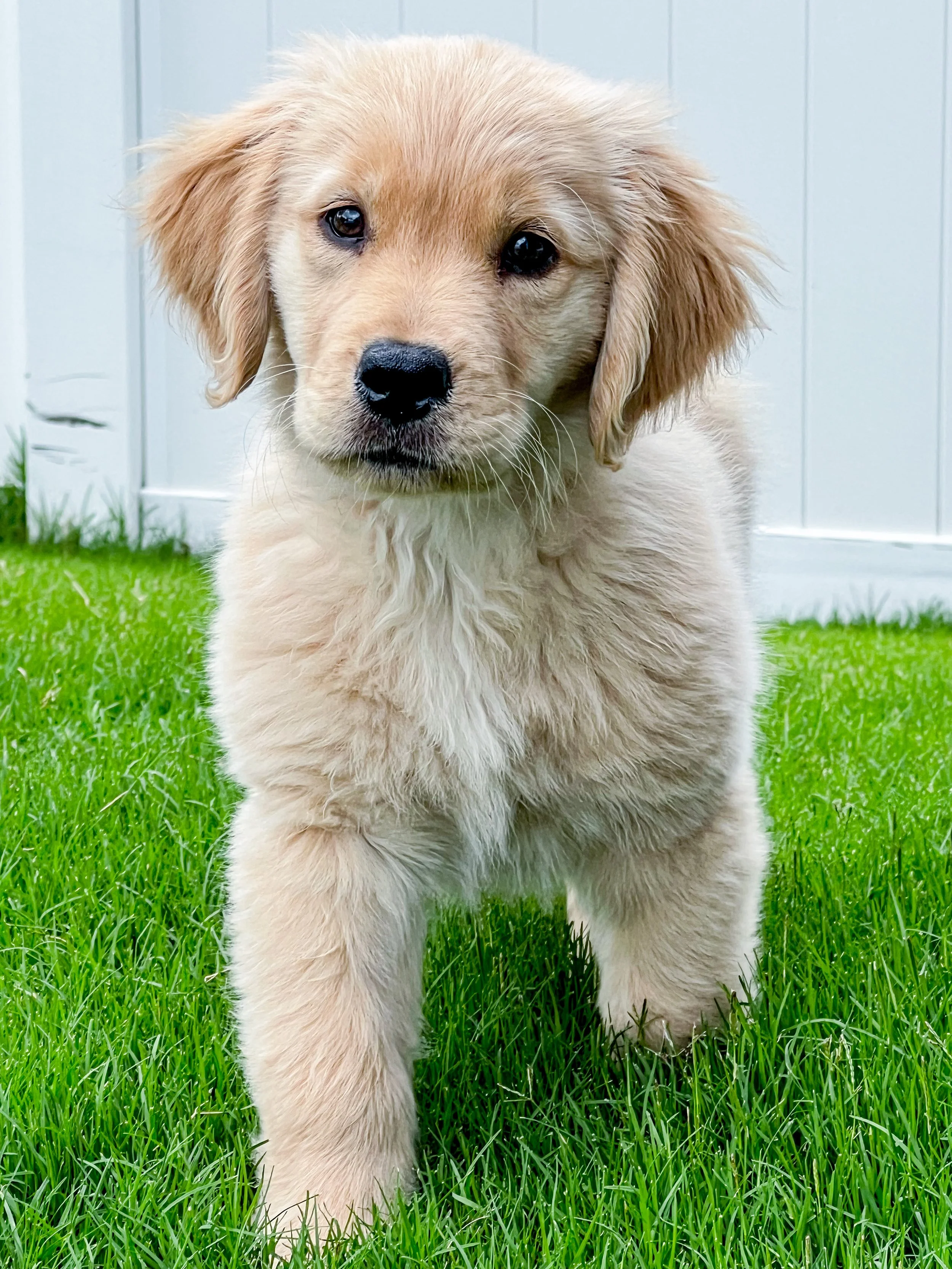 Raya's Baby Ruth.JPG