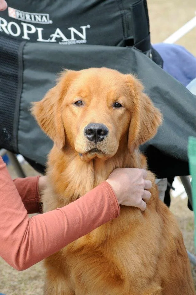 Rookie.gcgrc.Jan 2012.jpg