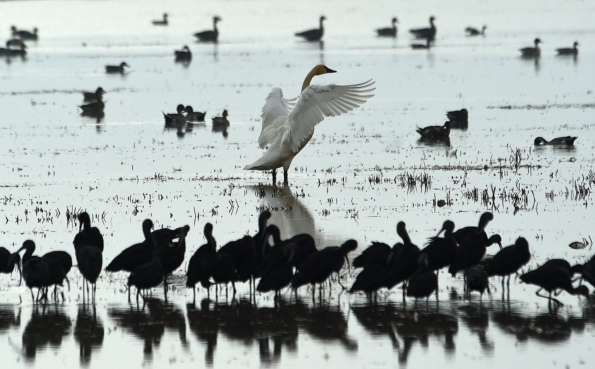A Tundra Swan is seen stretching its wings in flooded rice field near Yuba City and Marysville, Calif. on Nov. 12, 2021.