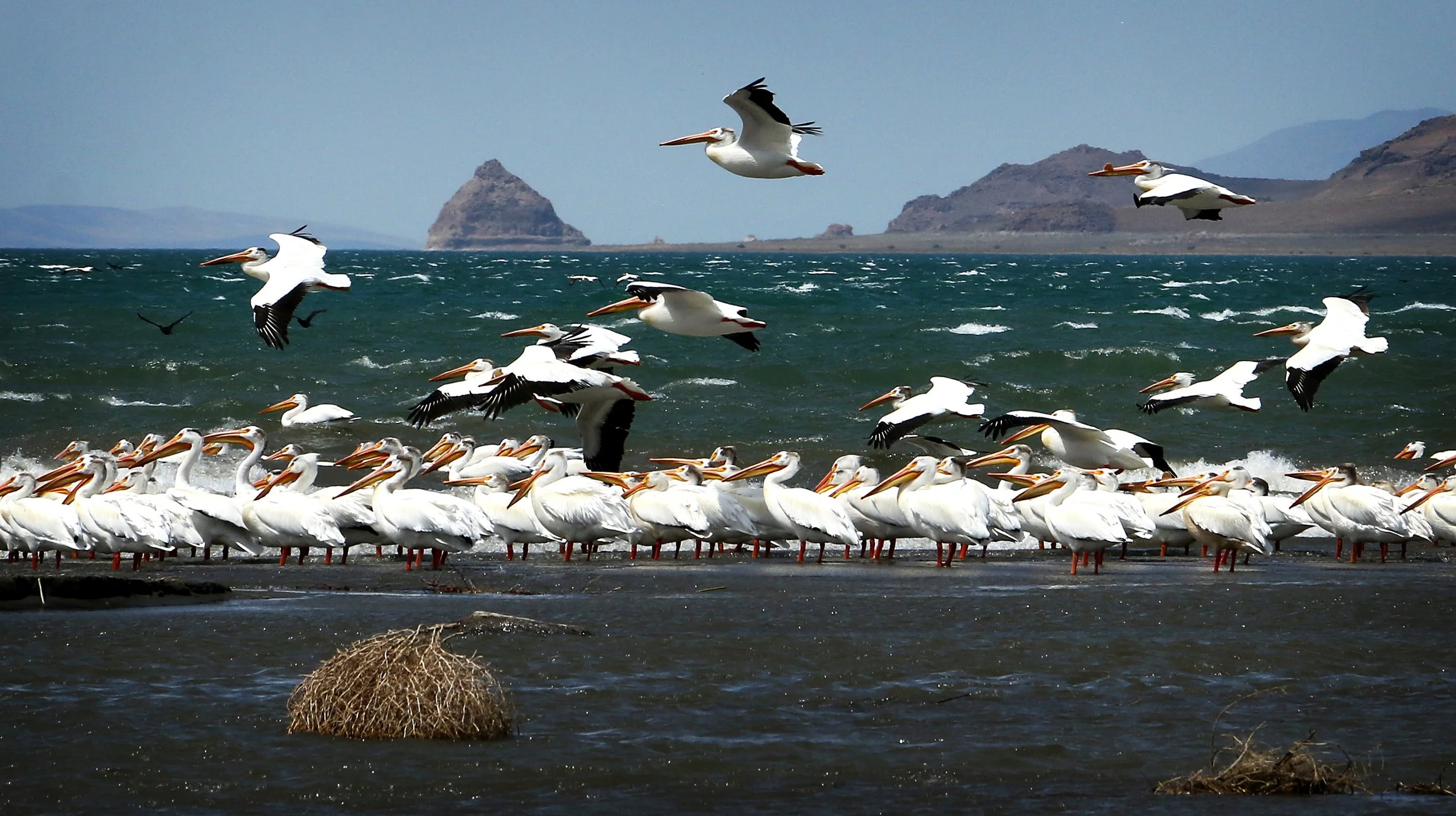 American White Pelicans gather on the shores of Pyramid Lake in Nevada on May 28, 2016. 