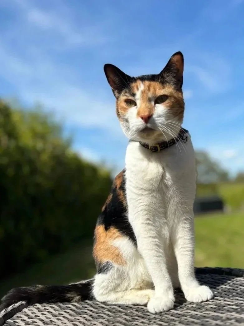 Beautiful calico cat Willow sitting calmly outdoors in Longdon