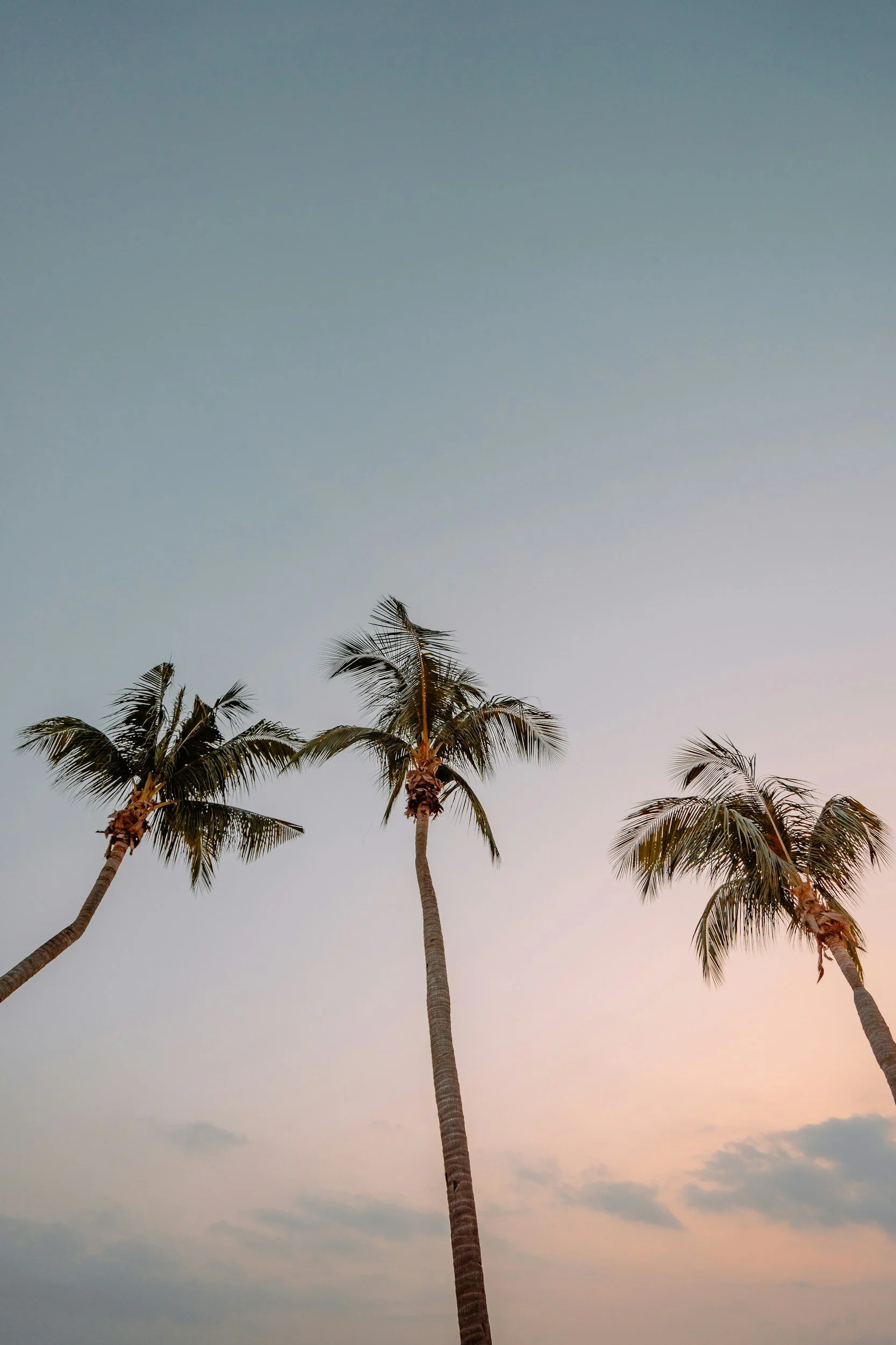 Four tall palm trees against a pastel sunset sky.