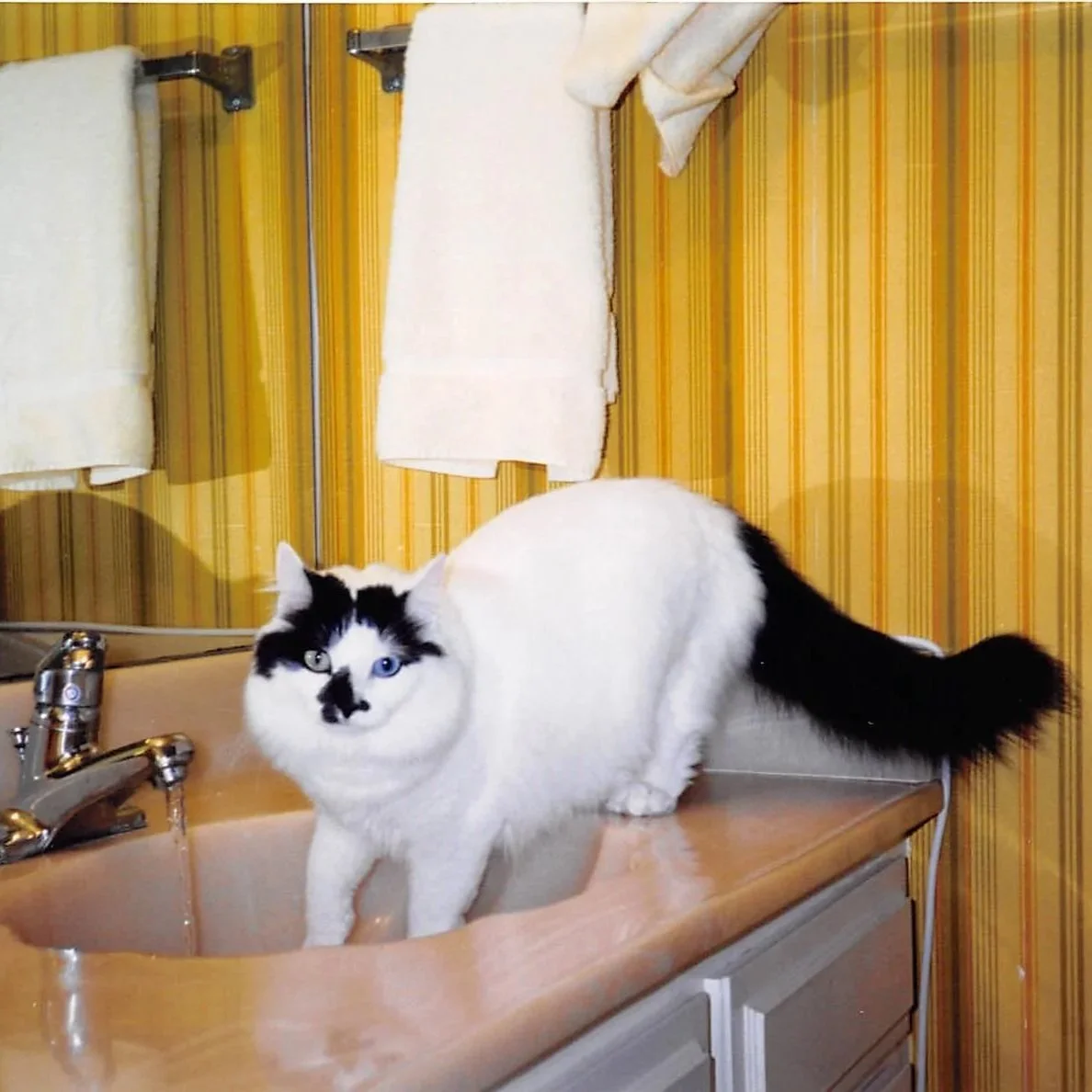 Black and white cat standing on a bathroom sink with yellow striped wallpaper, towel racks, and towels in the background.