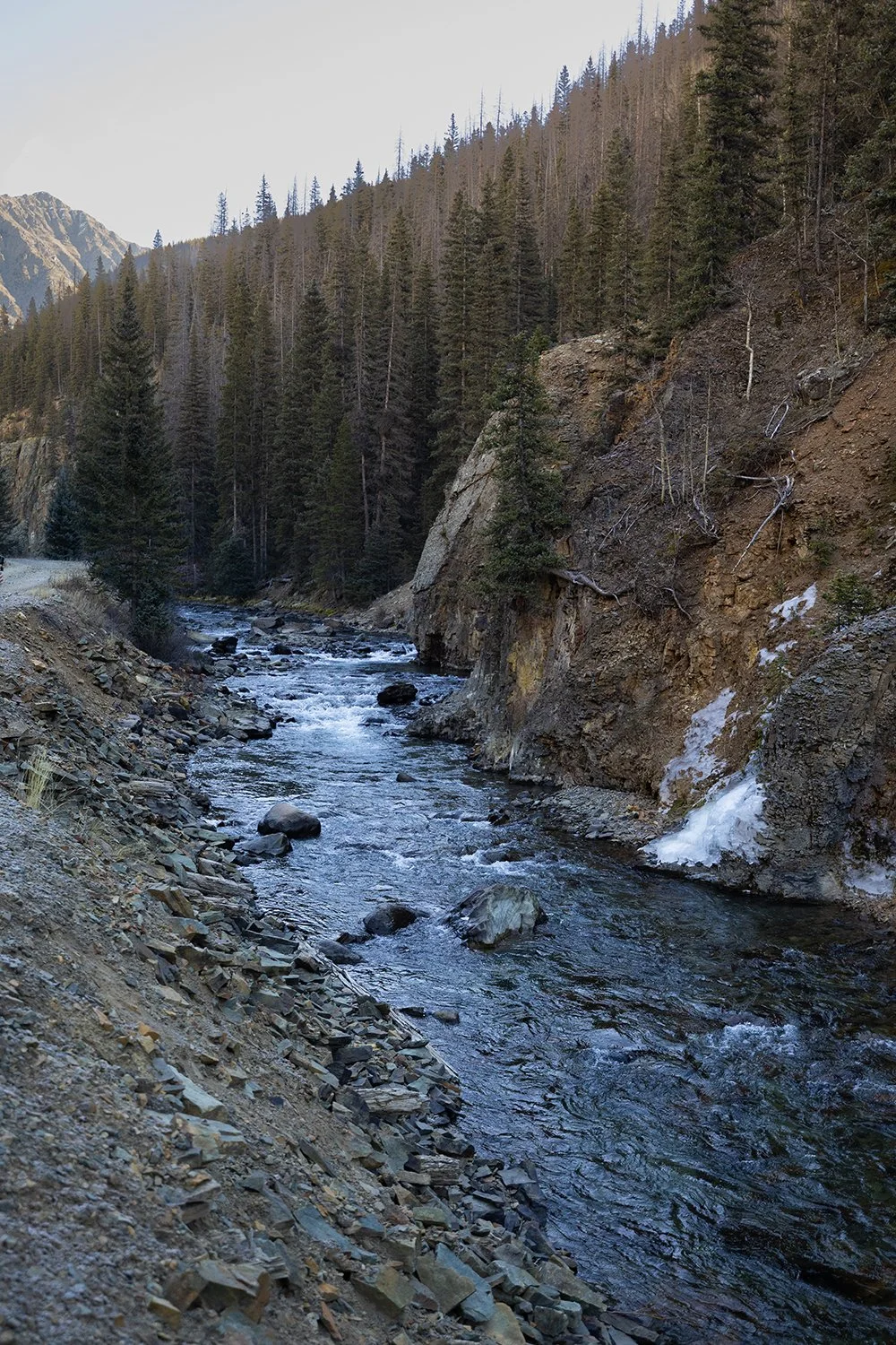 A rugged mountain river flows through a rocky canyon, bordered by a dense forest of tall pine trees, with mountain peaks in the background.