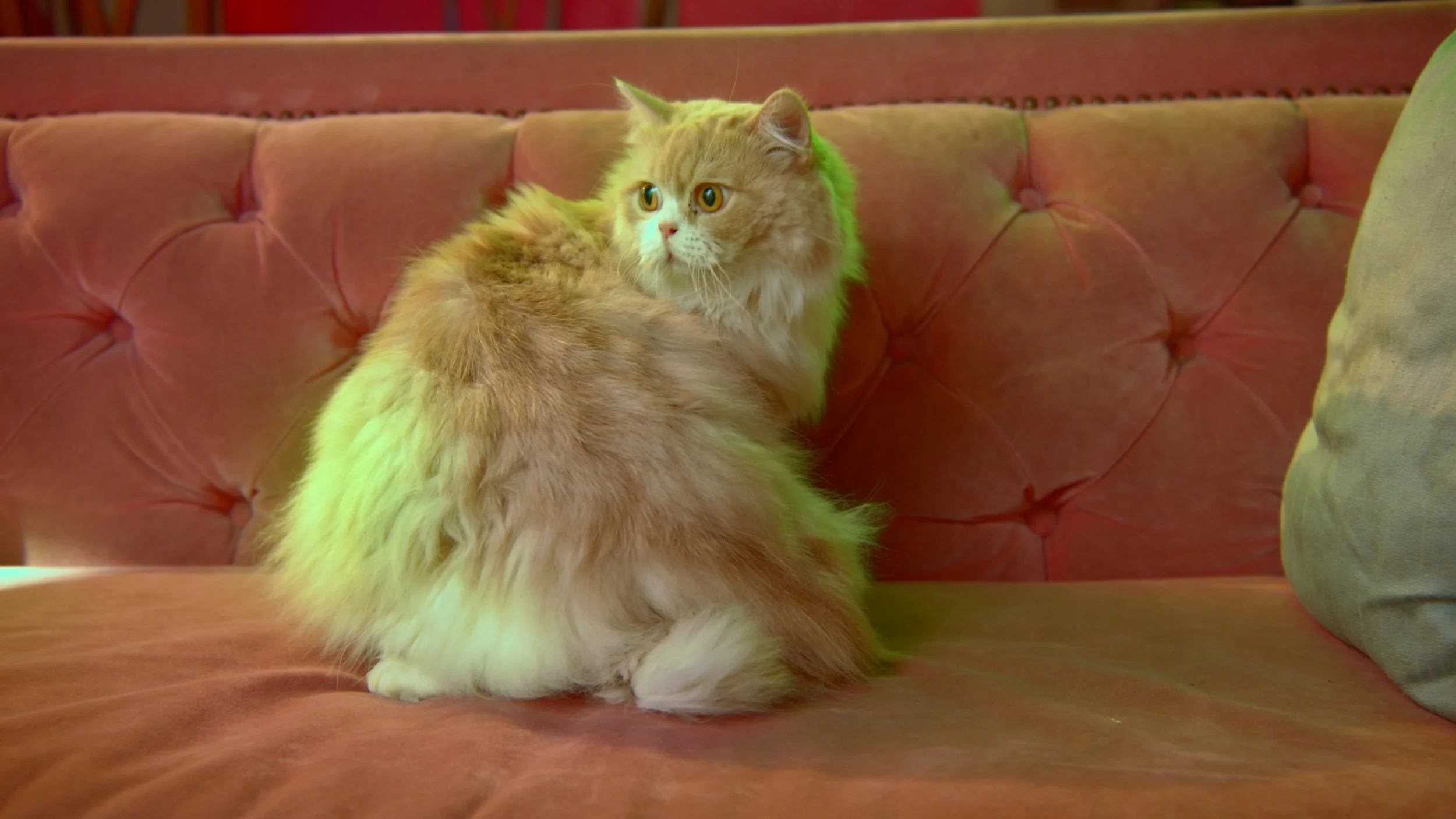 A fluffy orange and white cat sitting on a pink tufted couch, looking to the side with wide eyes.