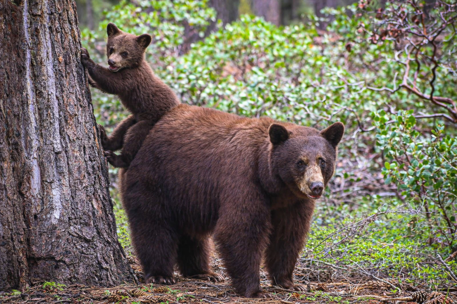 Mama and a bear sub in a forest