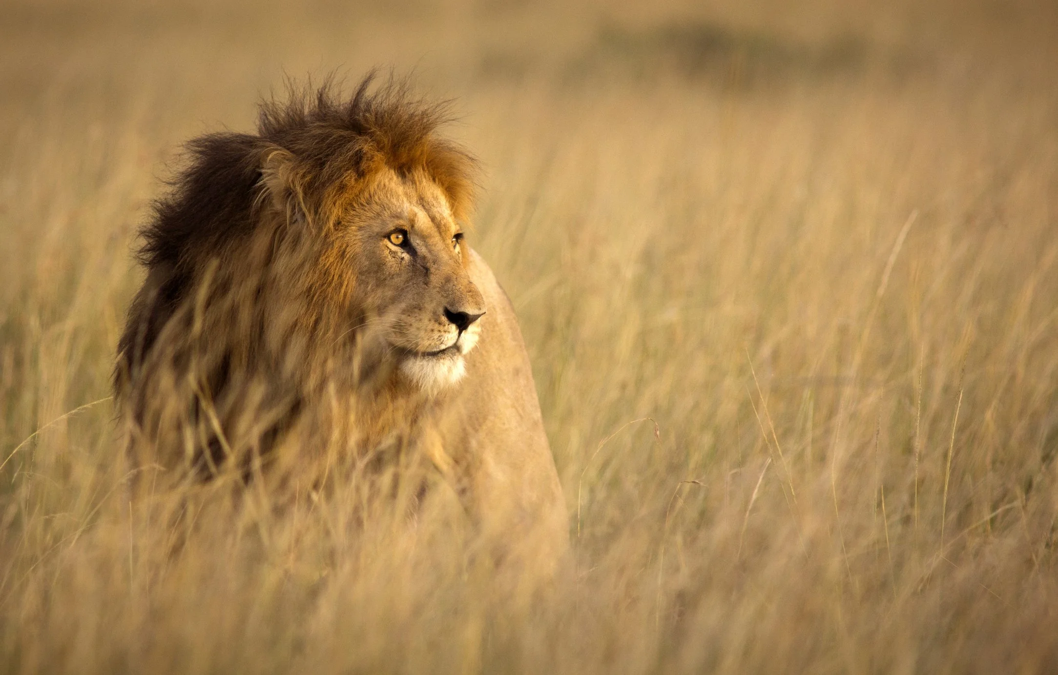 Lion in the grass representing sovereignty