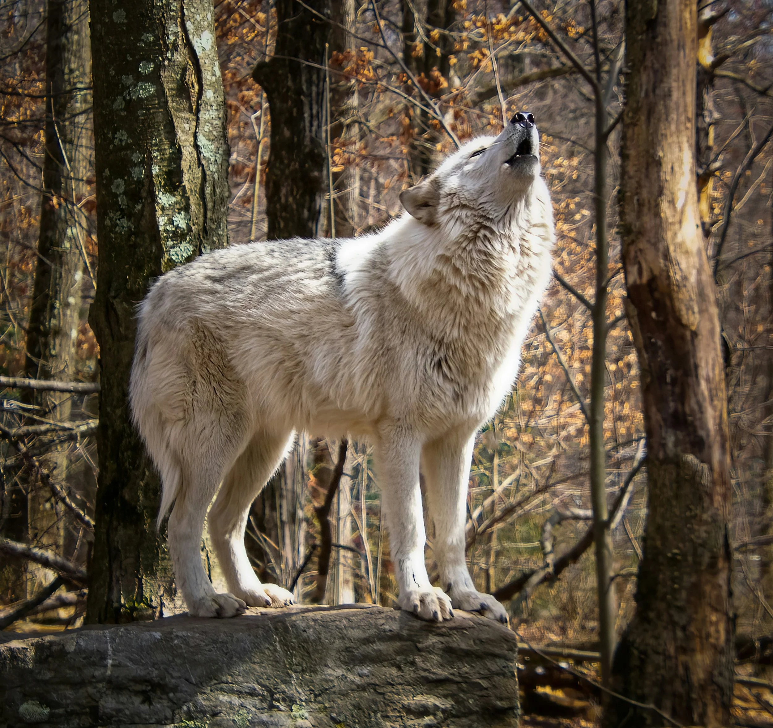 Wolf howling symbolizing understanding the "I am" nature of the soul