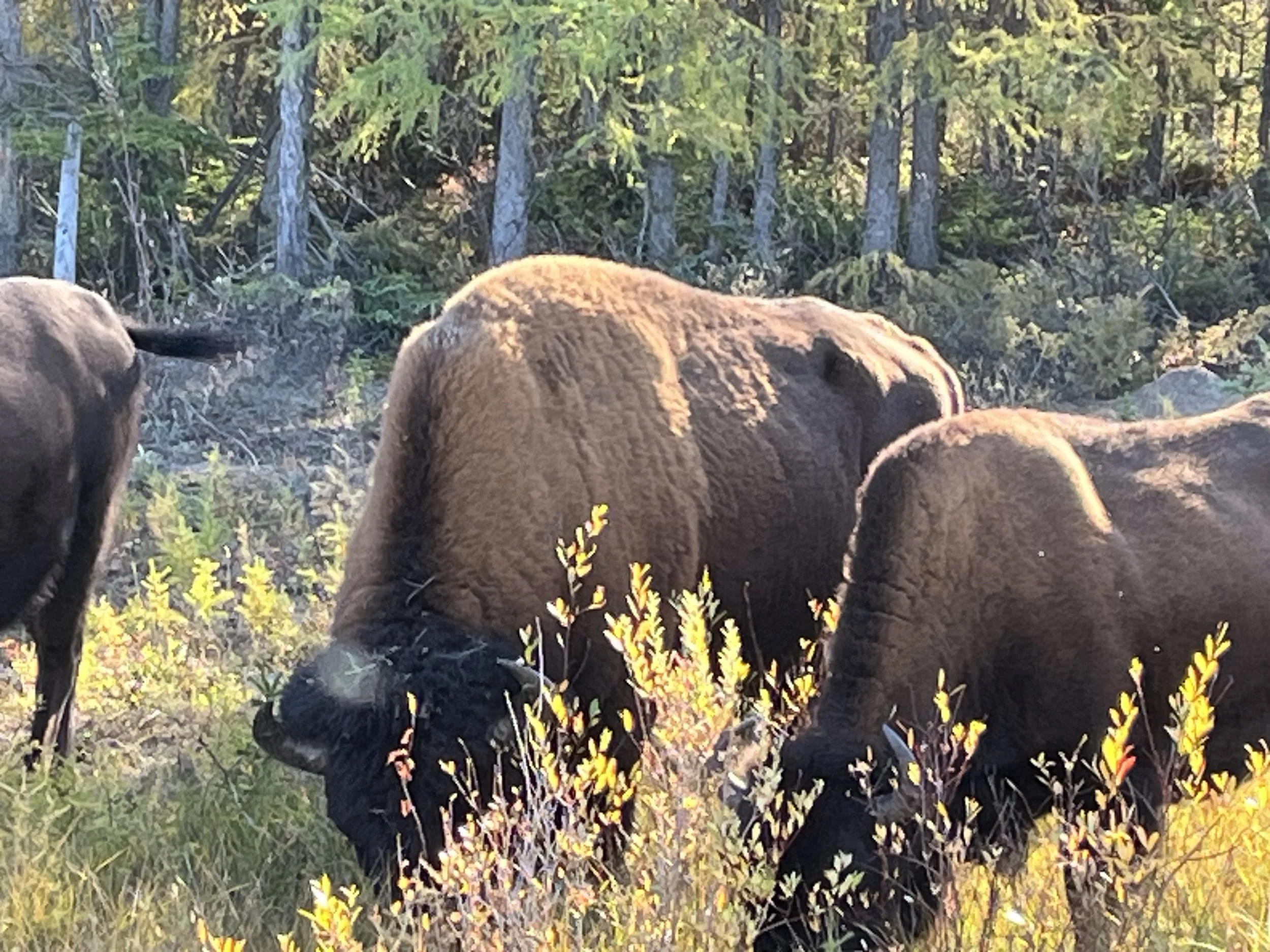 A brown bear walking through a forested area with trees and yellow wildflowers.