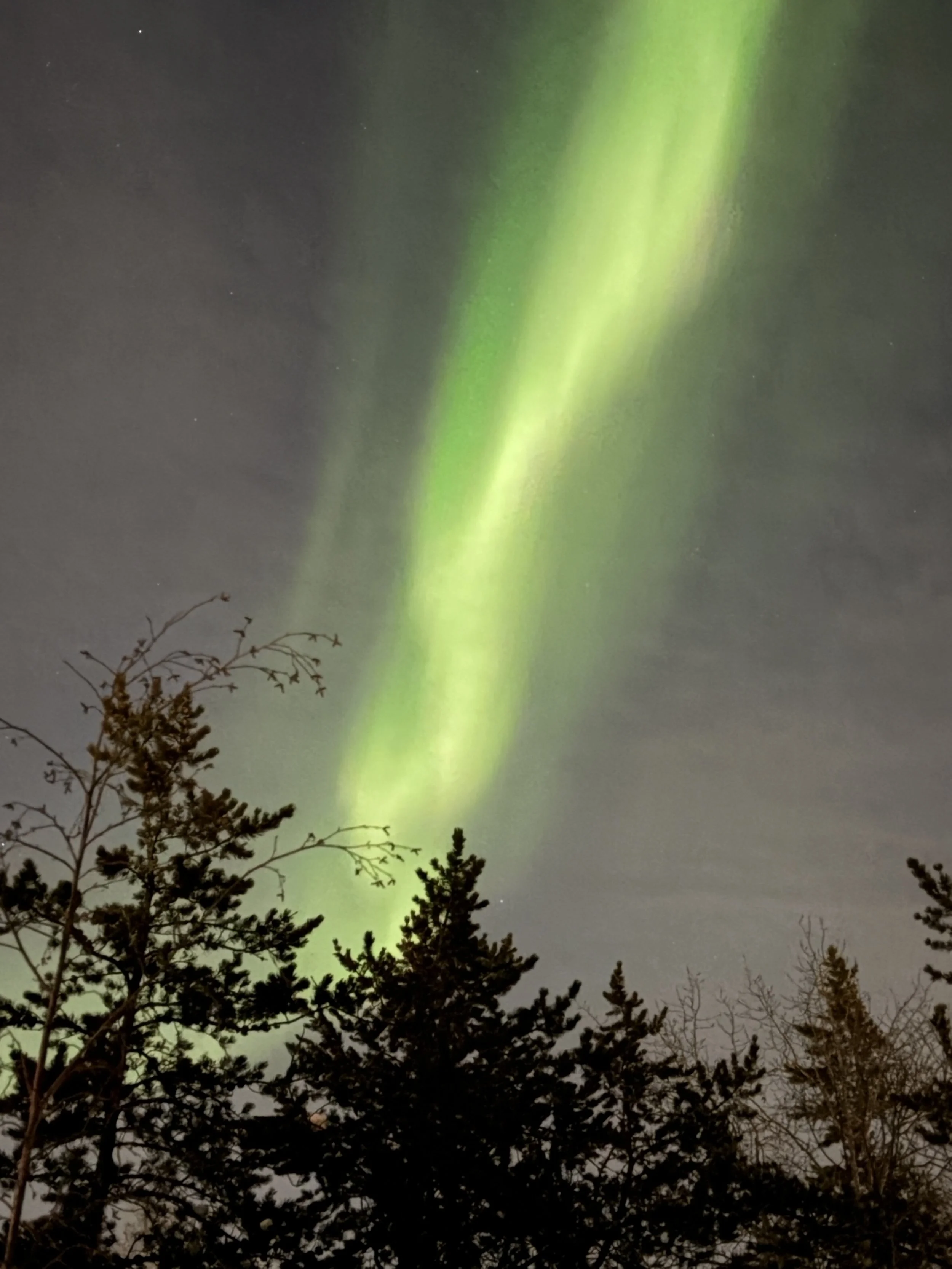 Green aurora borealis visible in the night sky above silhouetted trees.